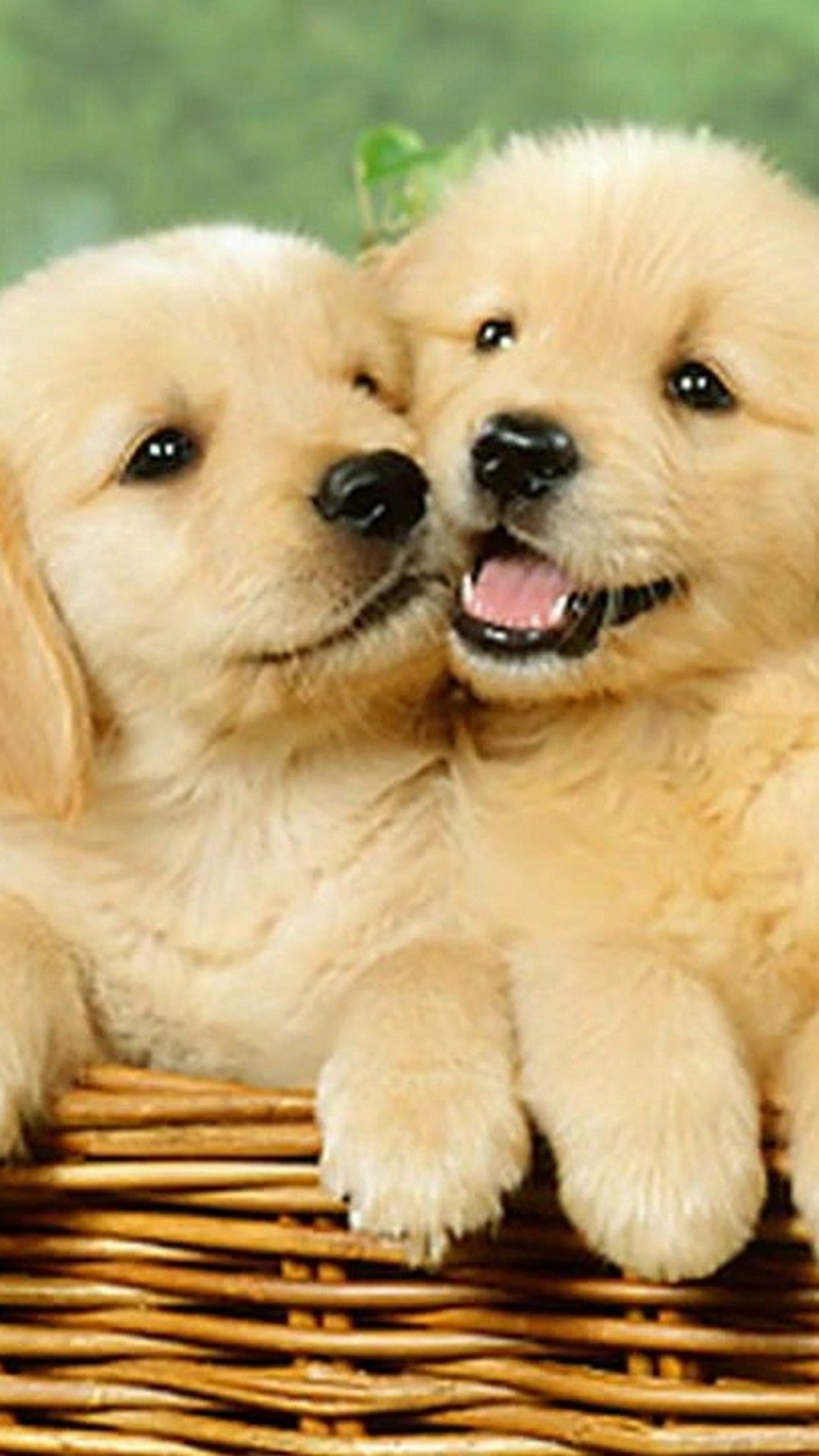 Cute Puppy Phone Wallpapers