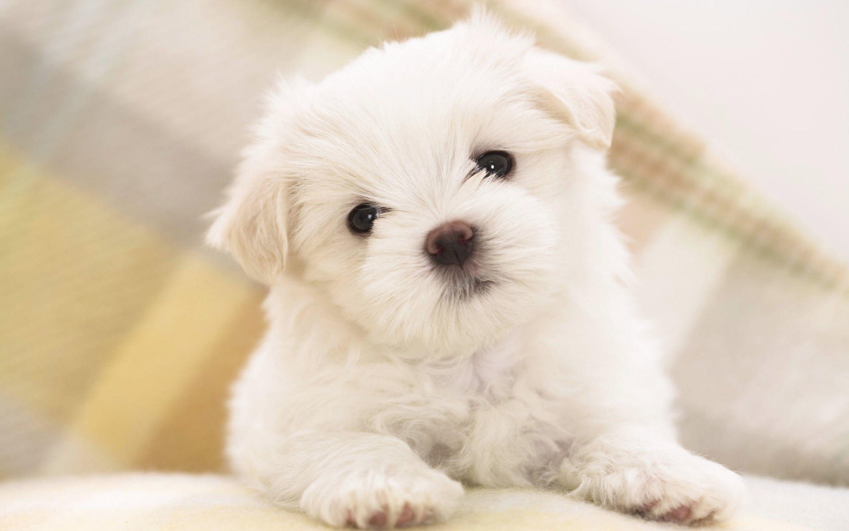 Cute Puppy  Wallpapers