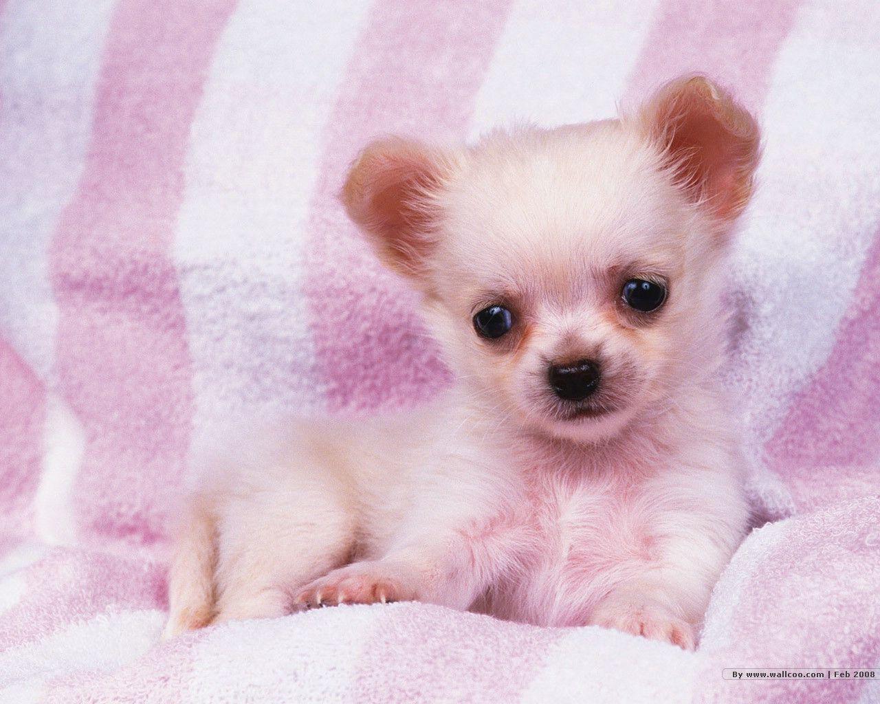 Cute Puppy  Wallpapers