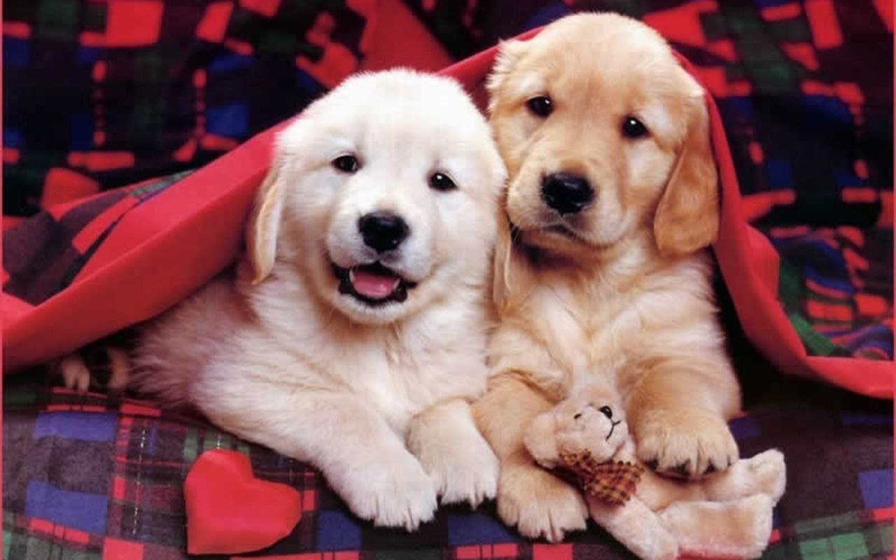 Cute Puppy  Wallpapers