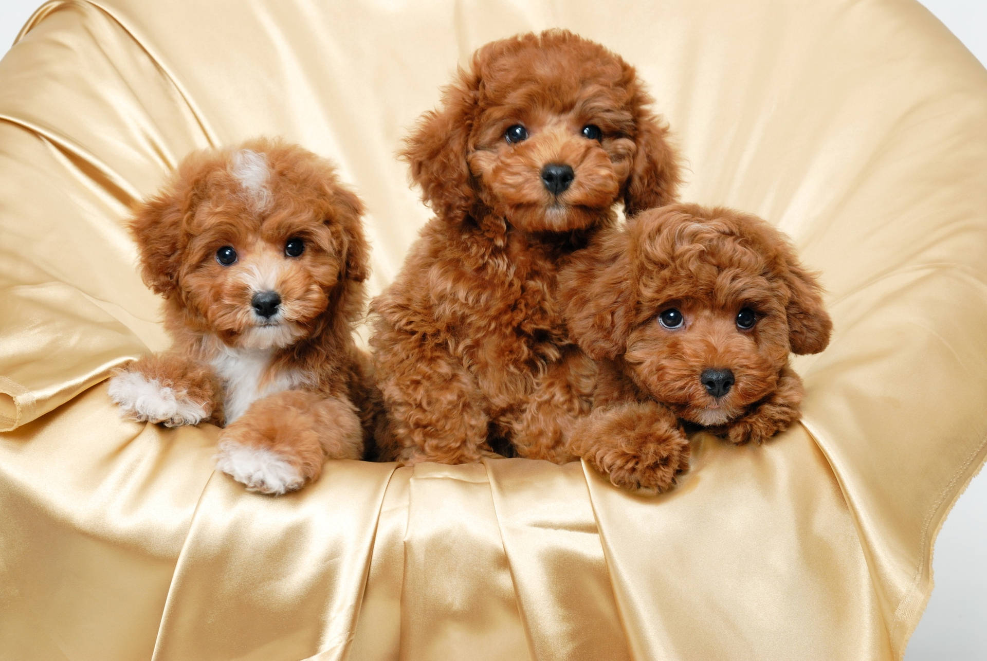 Cute Puppy  Wallpapers