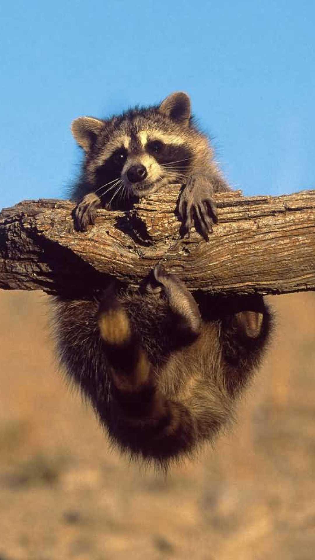 Cute Raccoon Wallpapers