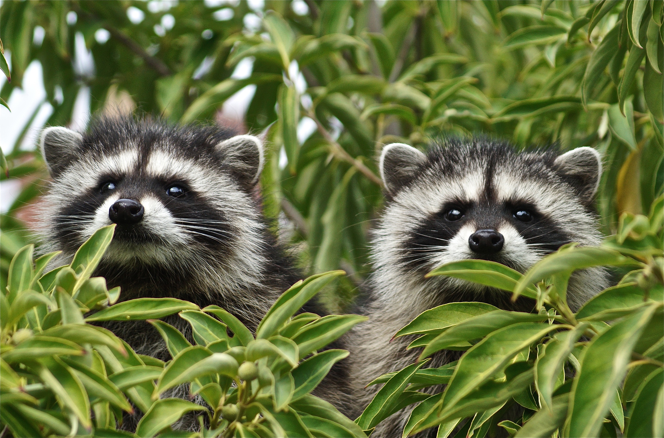 Cute Raccoon Wallpapers