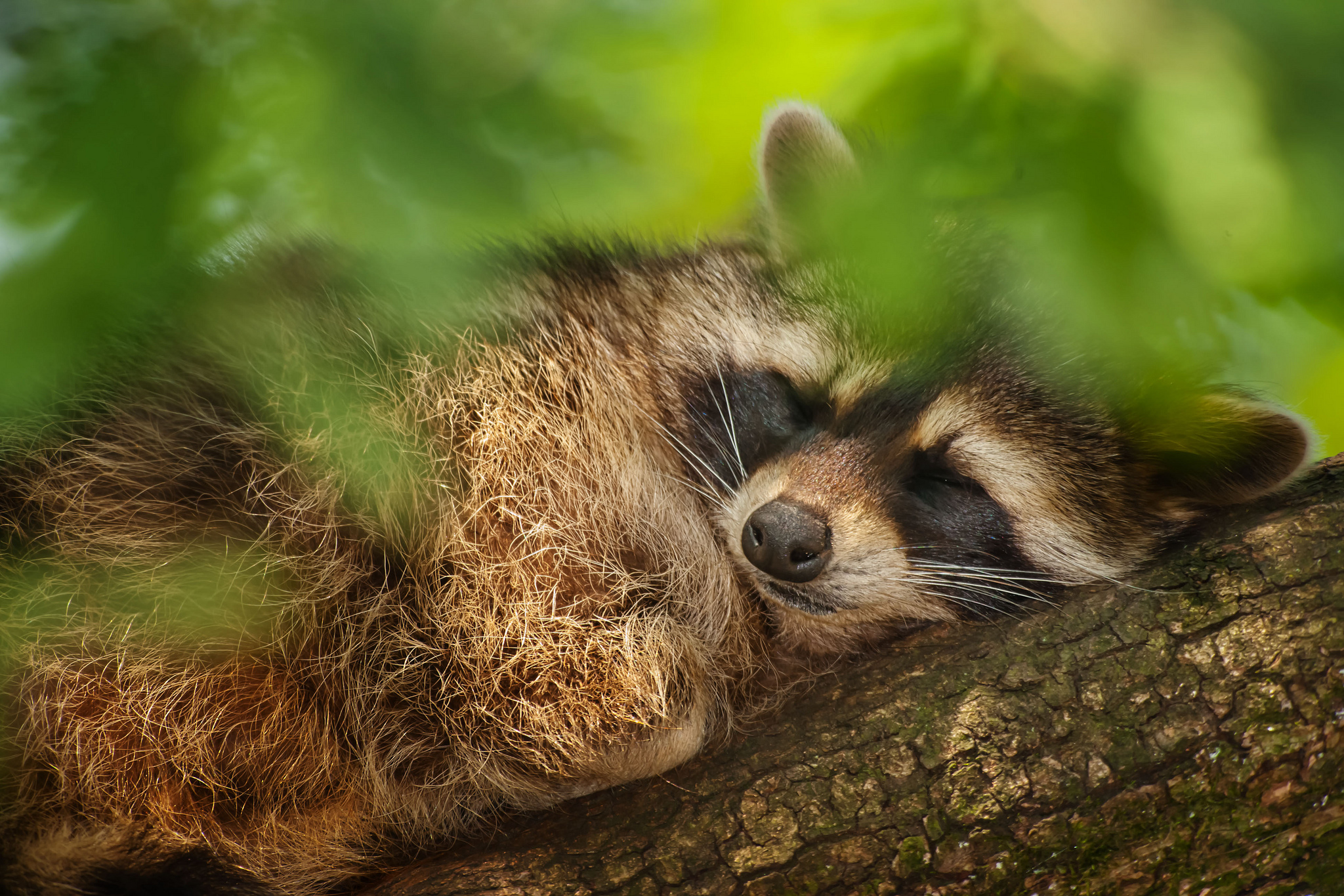 Cute Raccoon Wallpapers