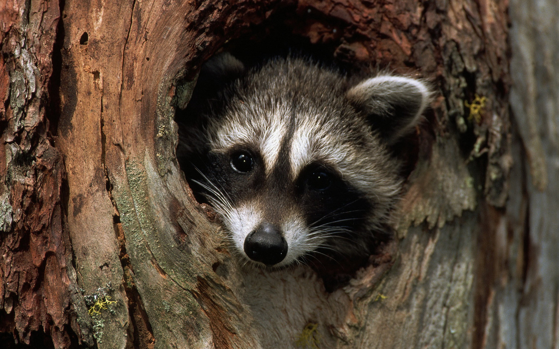 Cute Raccoon Wallpapers