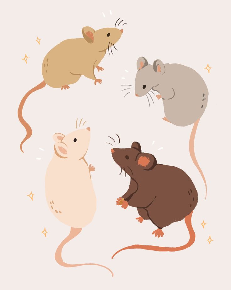 Cute Rat Wallpapers
