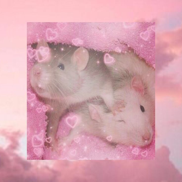 Cute Rat Wallpapers