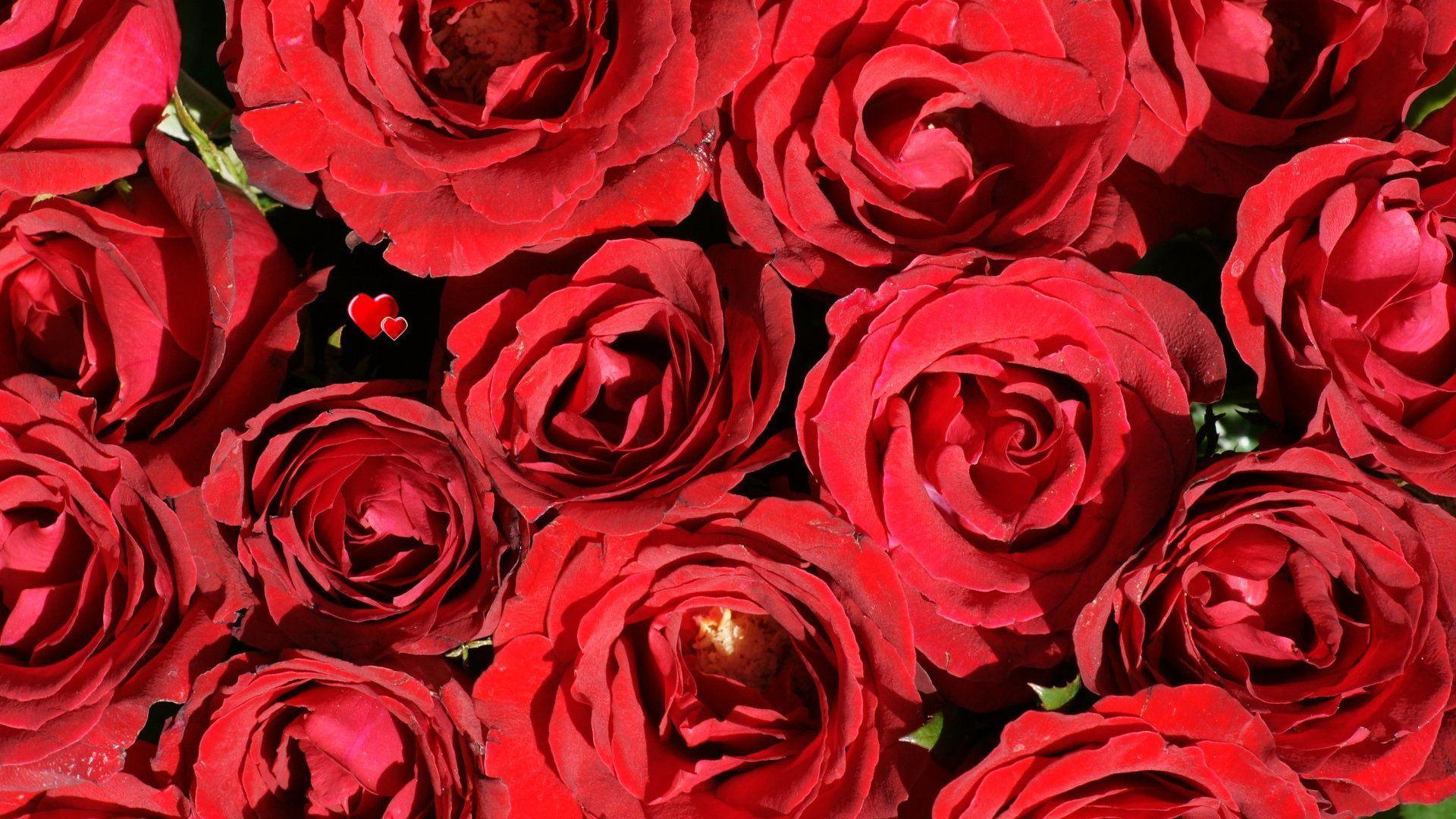 Cute Red FlowerWallpapers