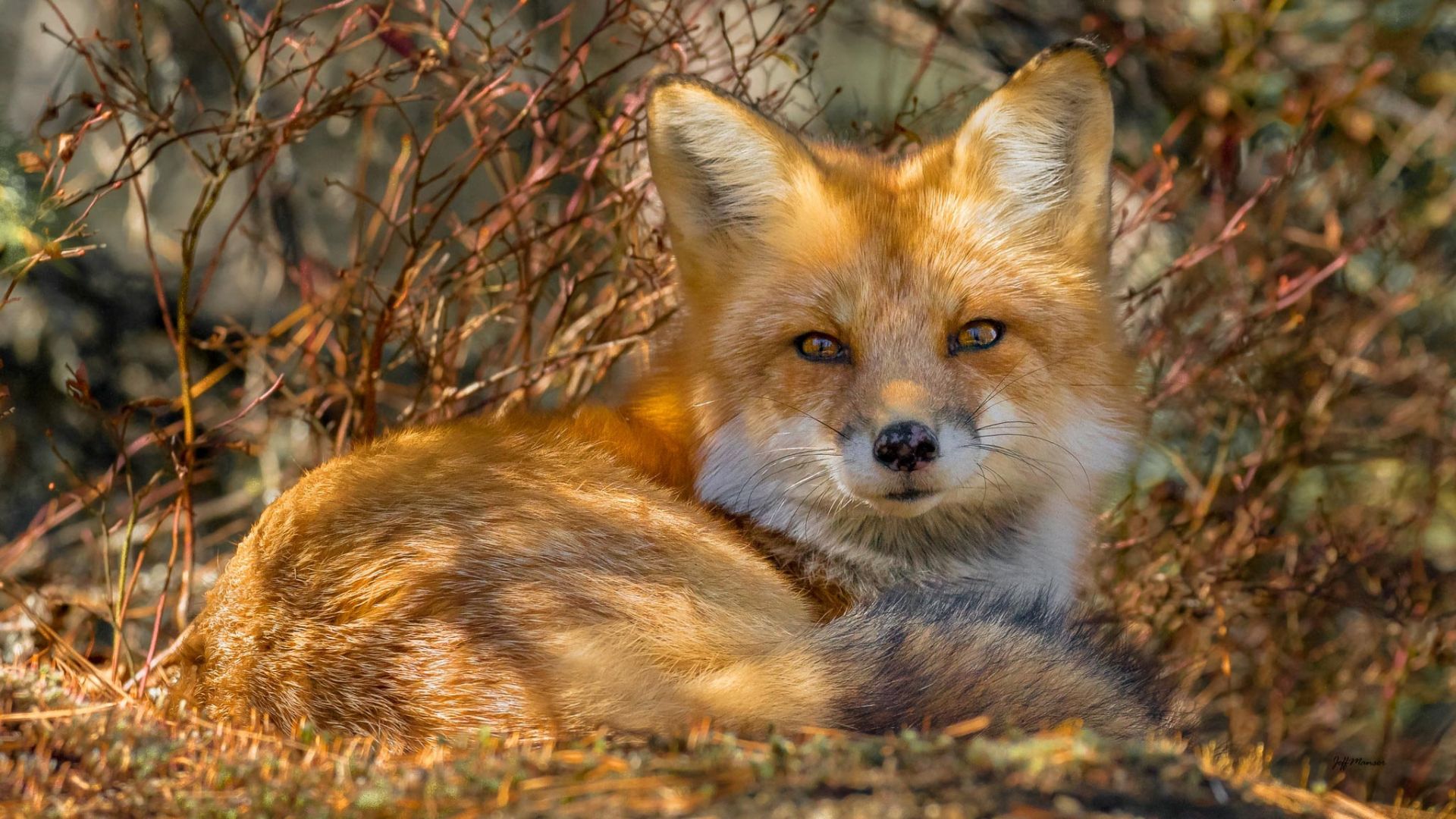 Cute Red Fox Wallpapers