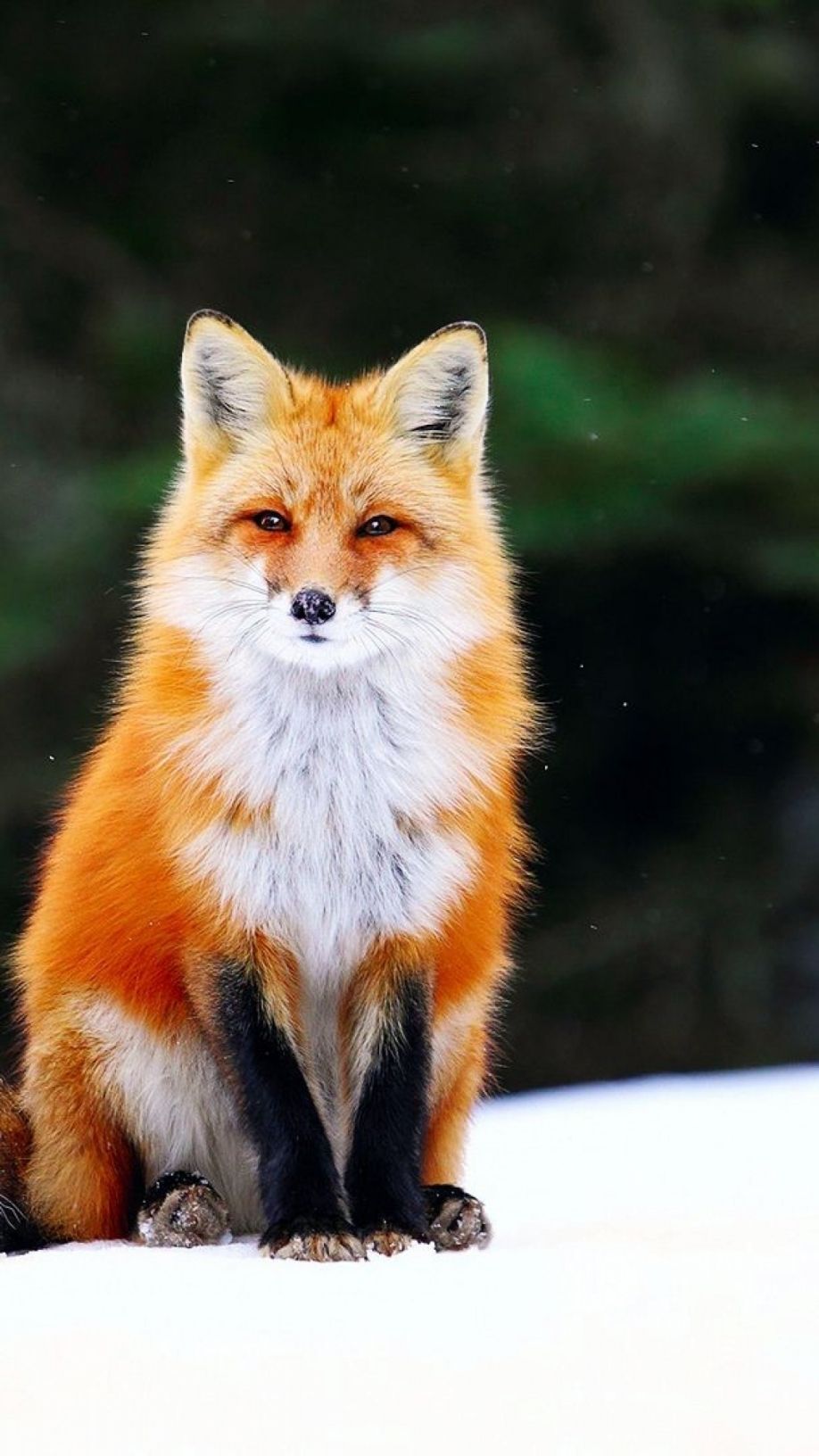 Cute Red Fox Wallpapers
