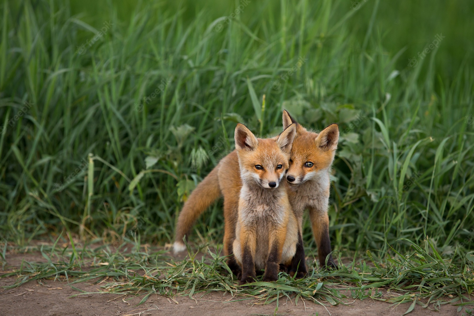 Cute Red Fox Wallpapers