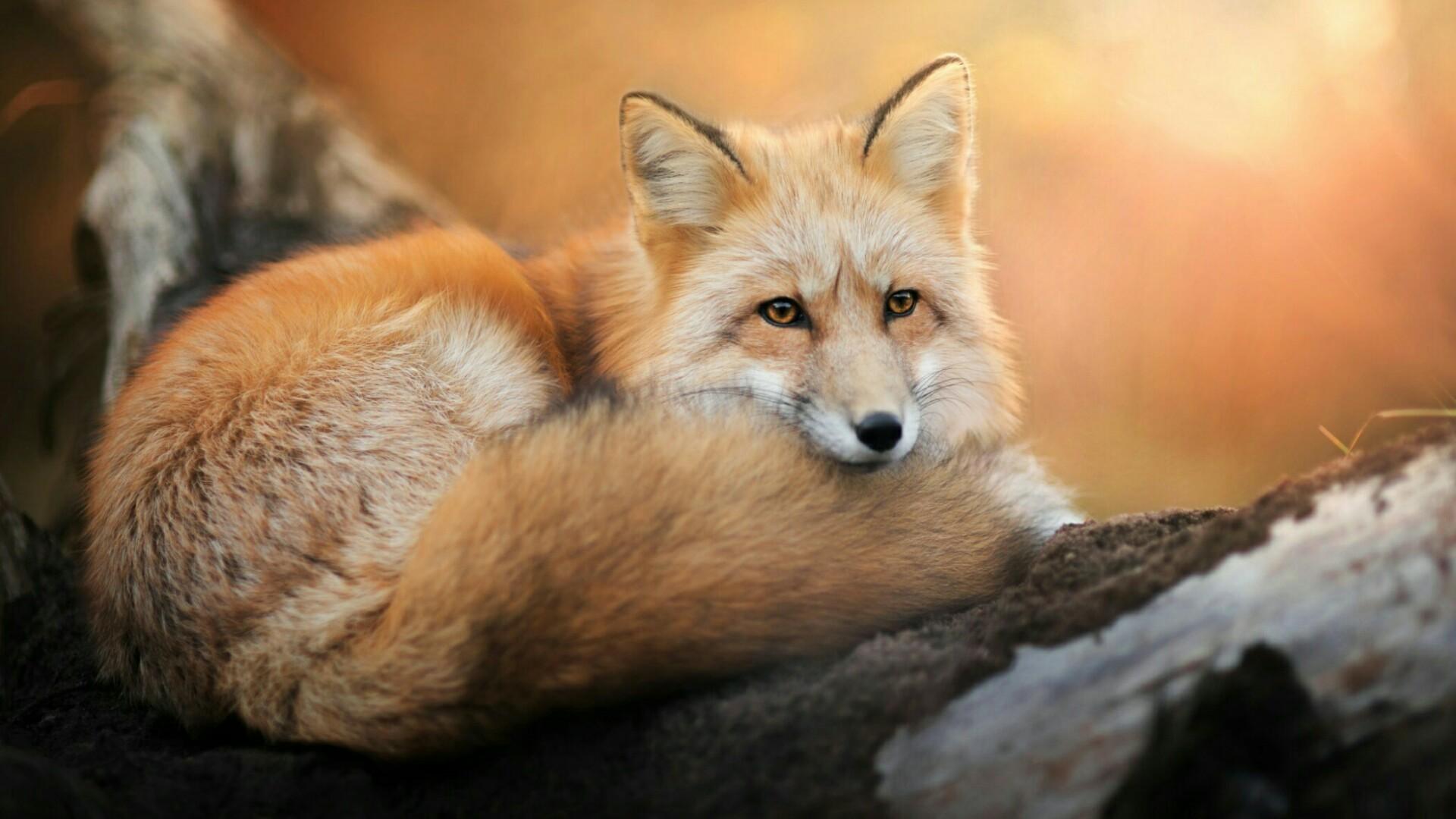 Cute Red FoxWallpapers