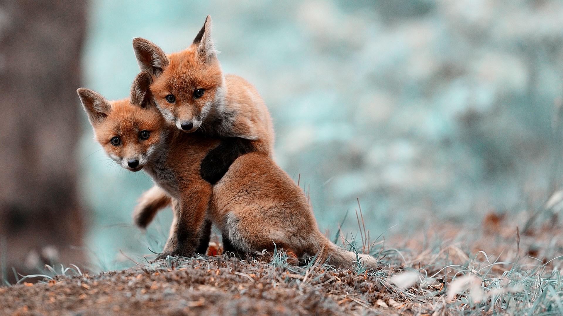 Cute Red FoxWallpapers