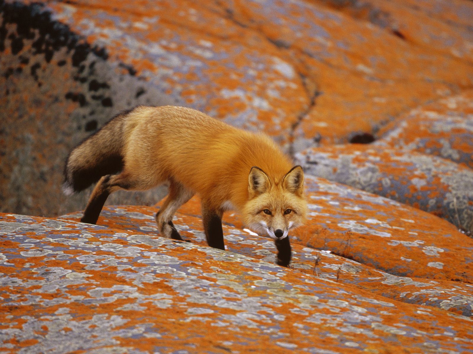 Cute Red FoxWallpapers