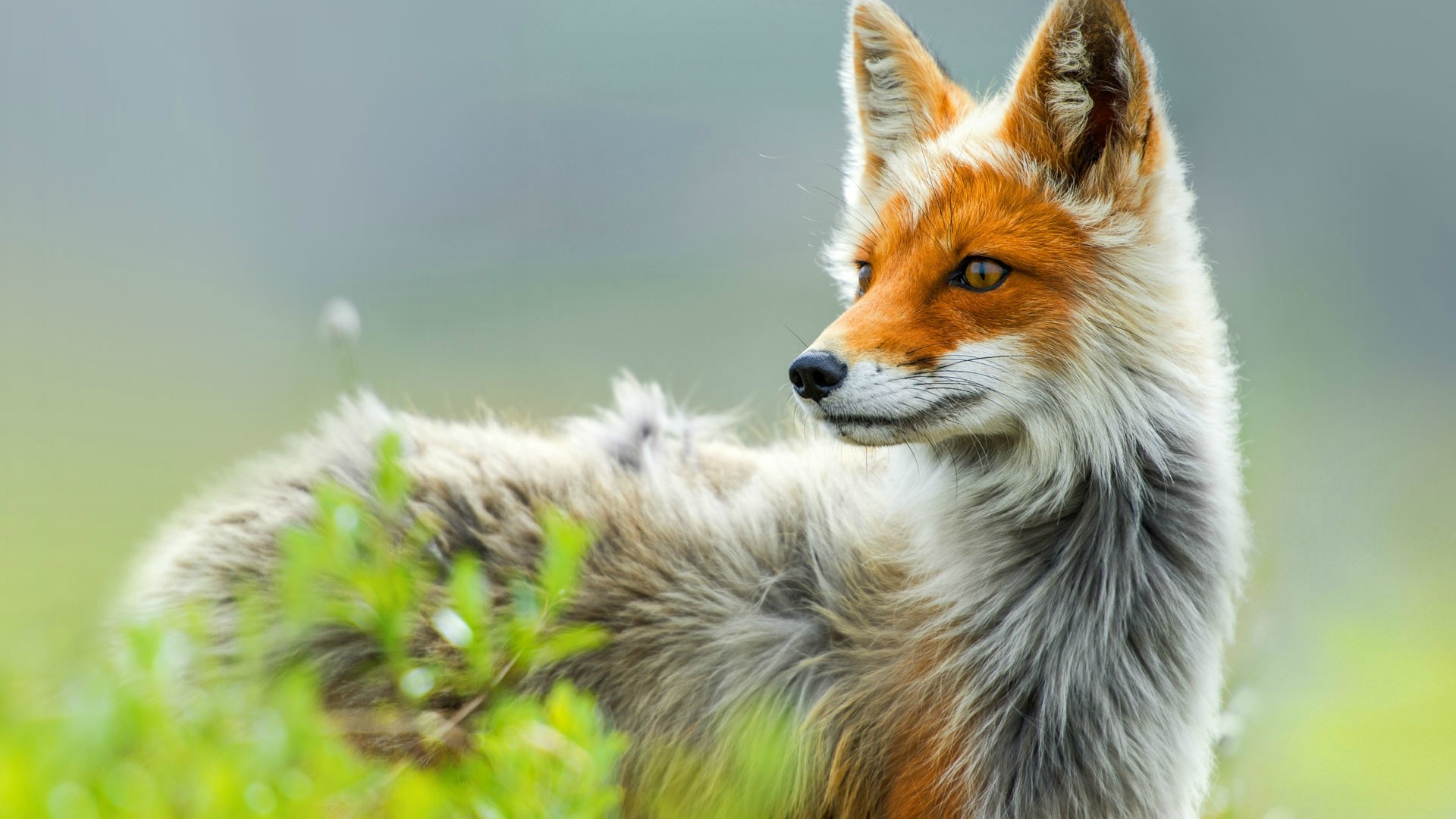 Cute Red FoxWallpapers