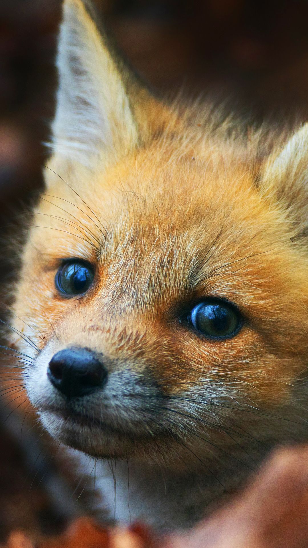 Cute Red FoxWallpapers