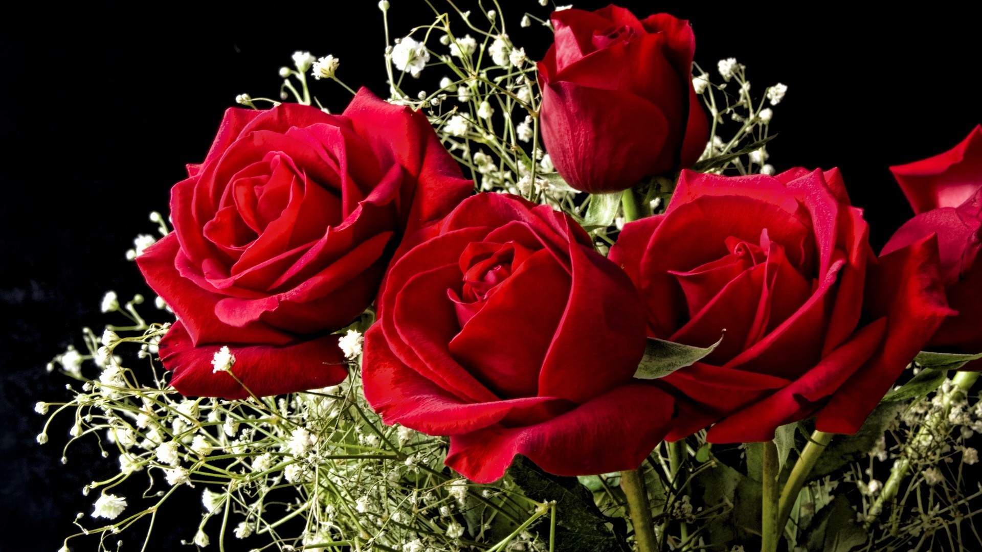 Cute Roses Hd  Wallpapers