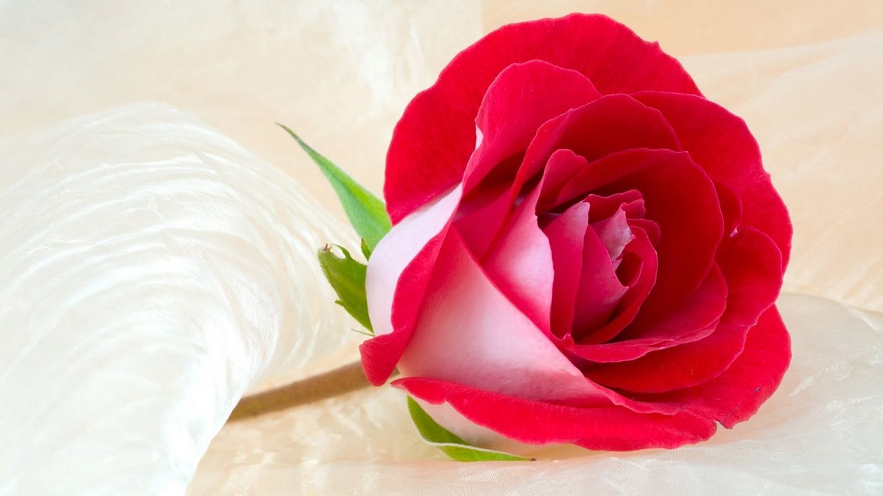 Cute Roses Hd  Wallpapers