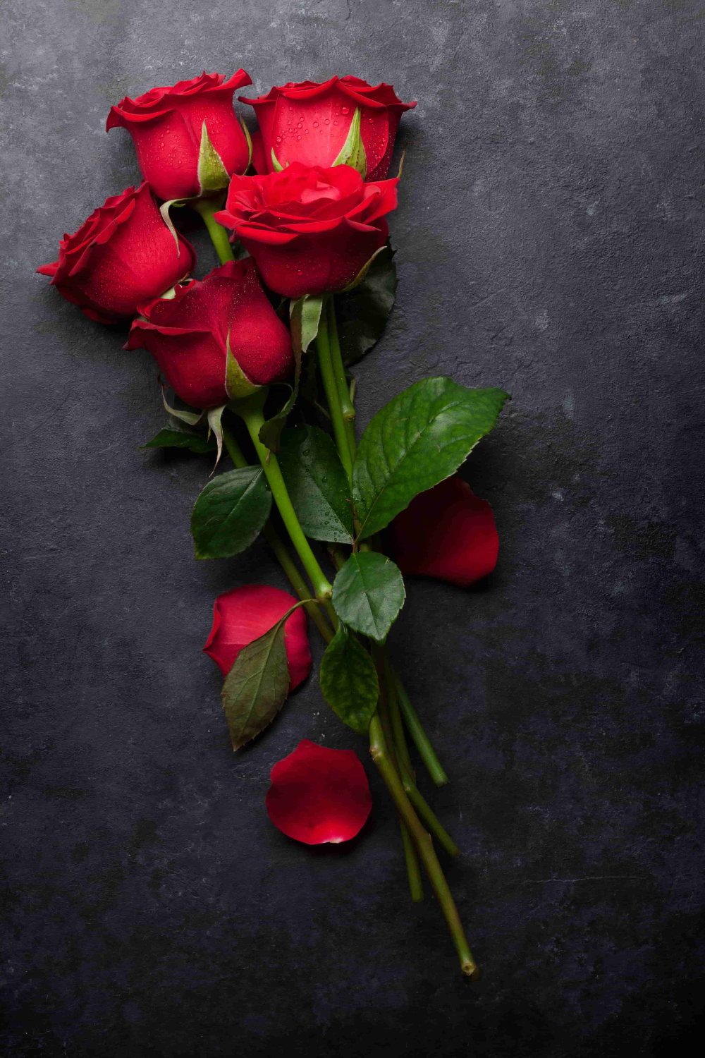 Cute Roses Hd  Wallpapers