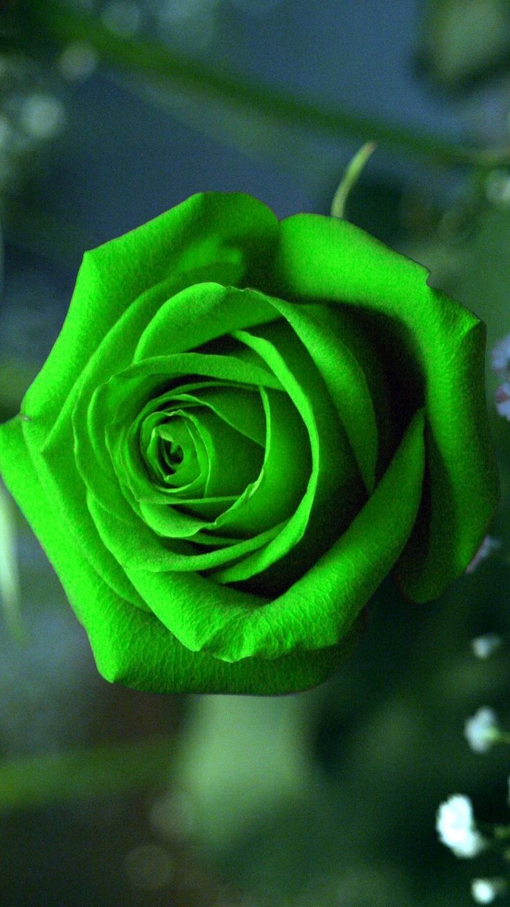 Cute Roses Hd  Wallpapers