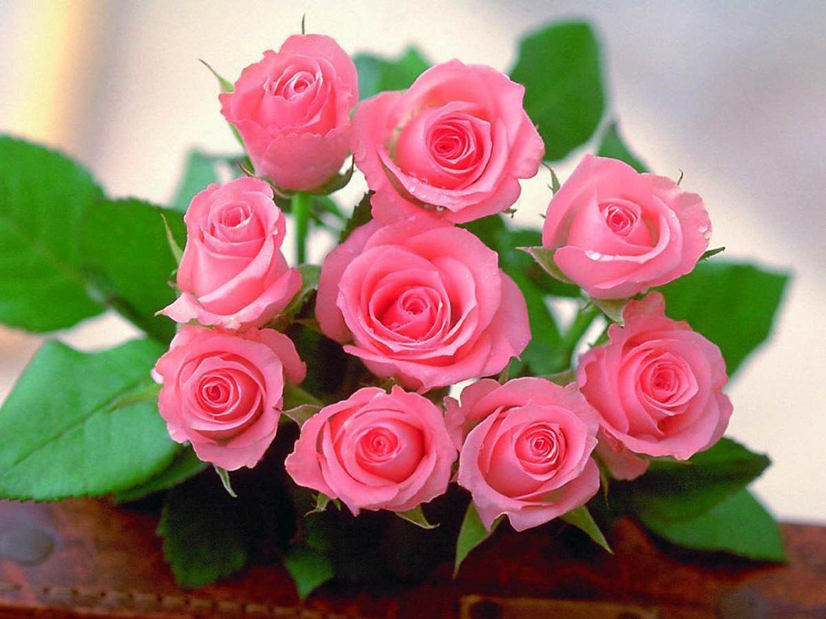 Cute Roses Hd  Wallpapers