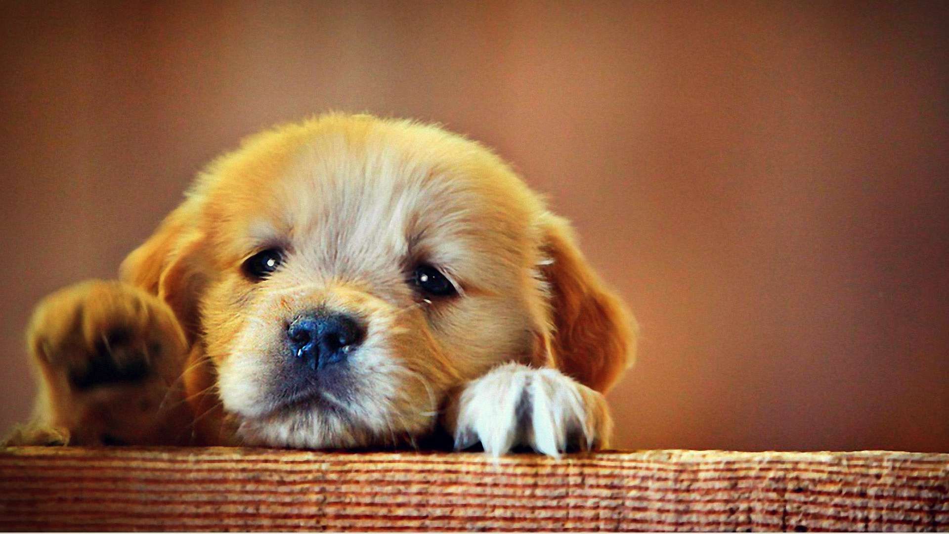 Cute Sad PuppyWallpapers