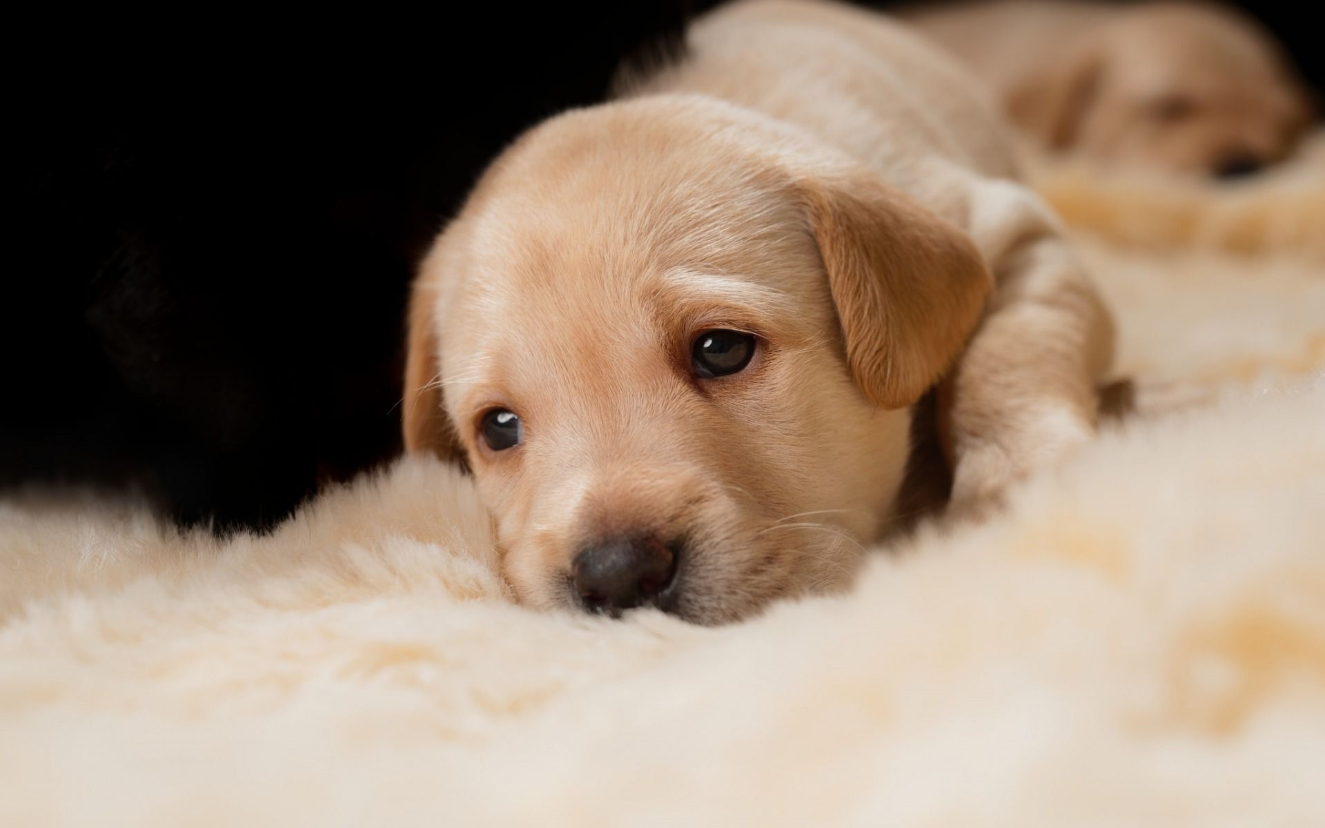 Cute Sad PuppyWallpapers