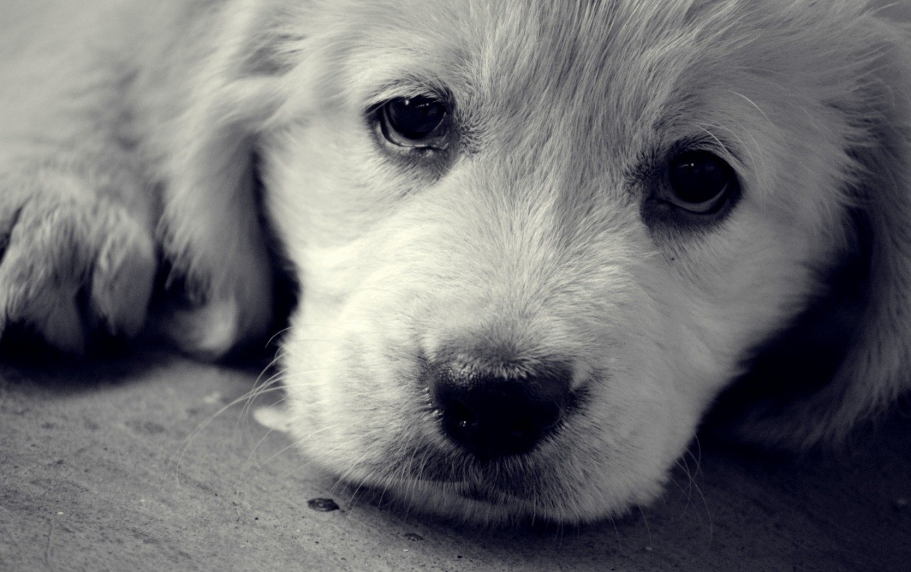 Cute Sad PuppyWallpapers