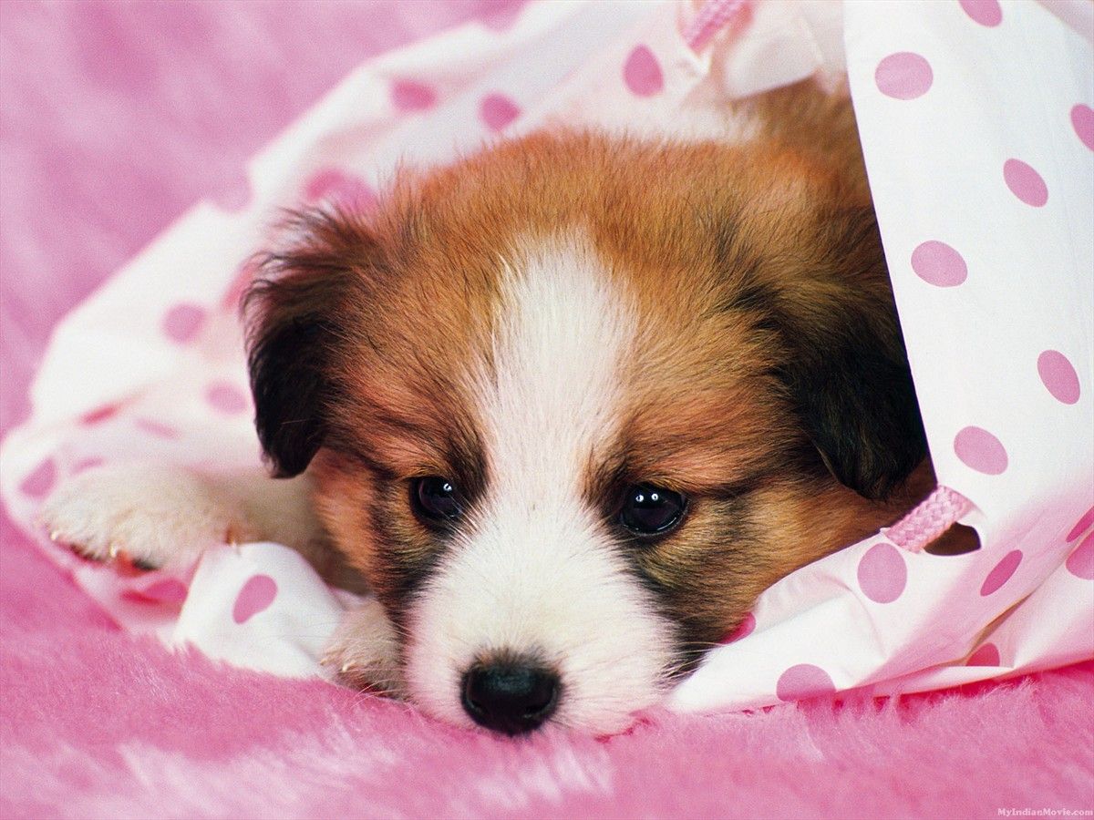 Cute Sad PuppyWallpapers