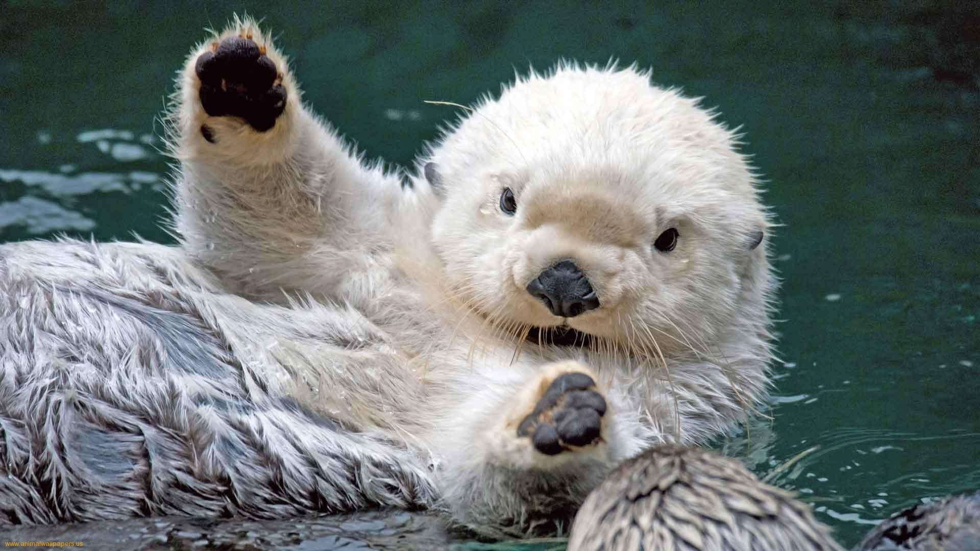 Cute Sea Animal Wallpapers