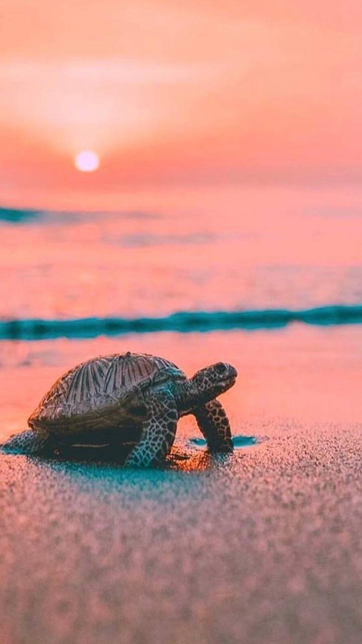 Cute Sea Turtle Wallpapers