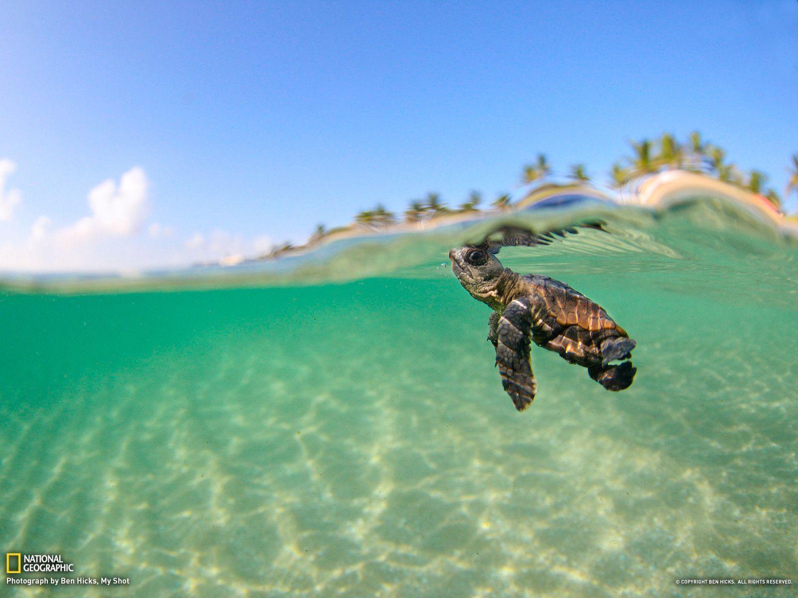 Cute Sea Turtle Wallpapers