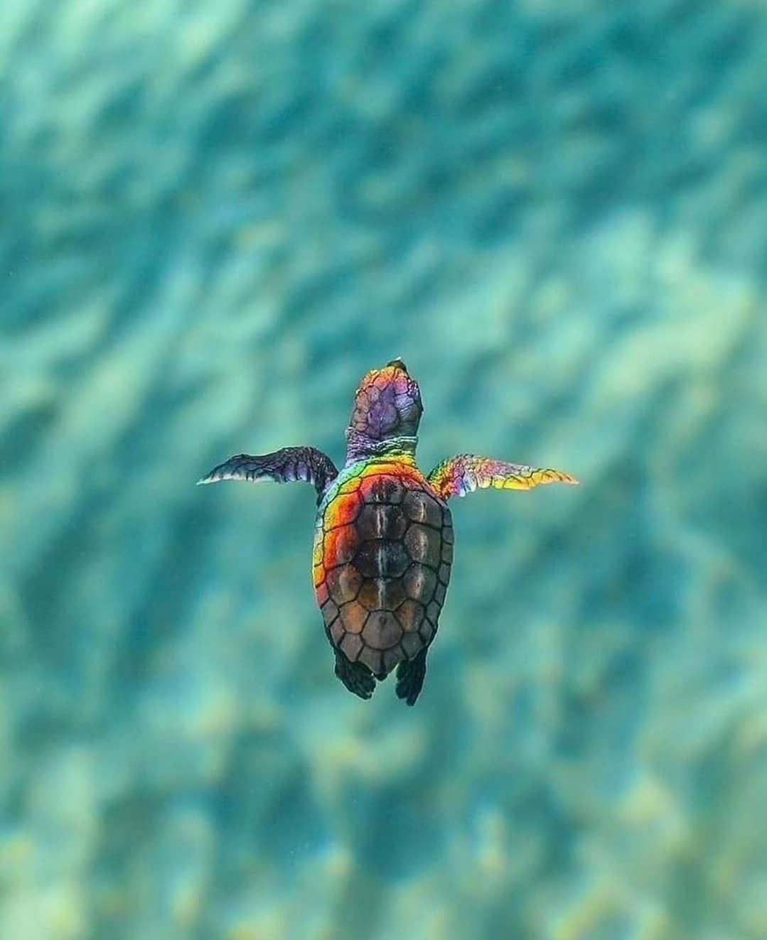Cute Sea Turtle Wallpapers