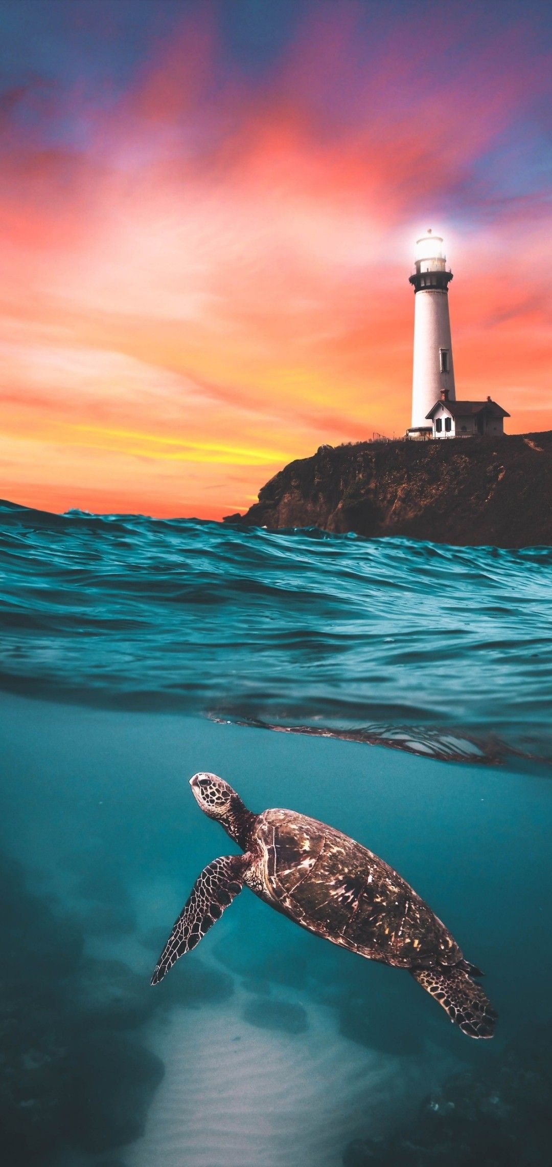 Cute Sea Turtle Wallpapers