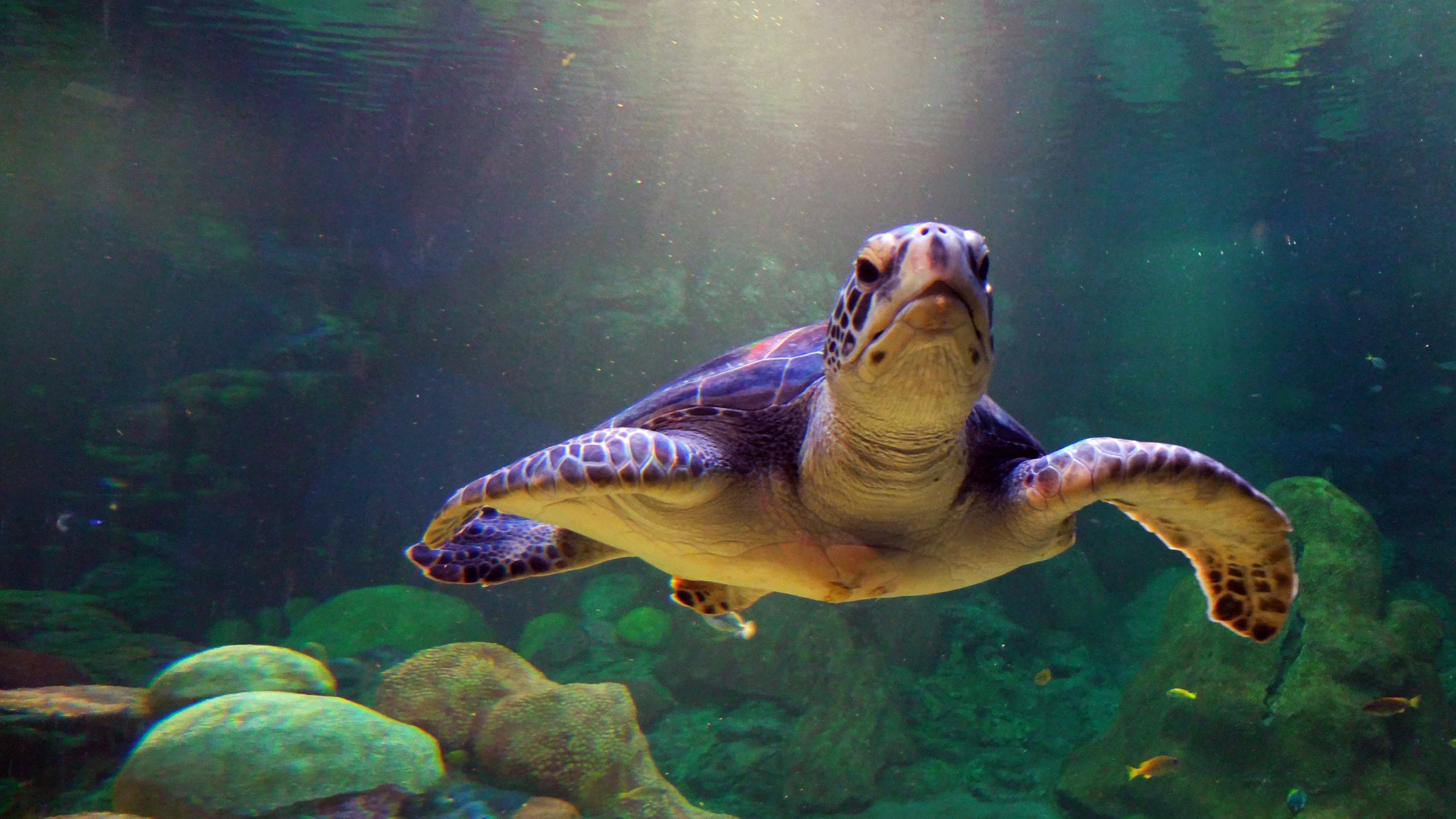 Cute Sea Turtle Wallpapers