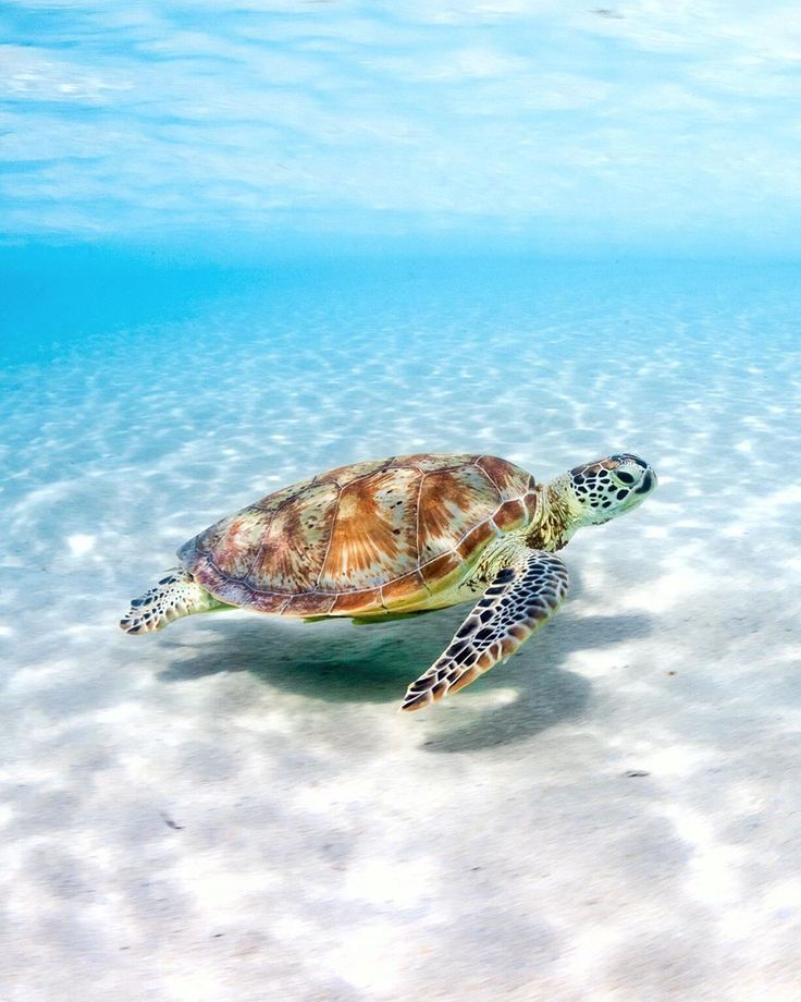 Cute Sea Turtle Wallpapers