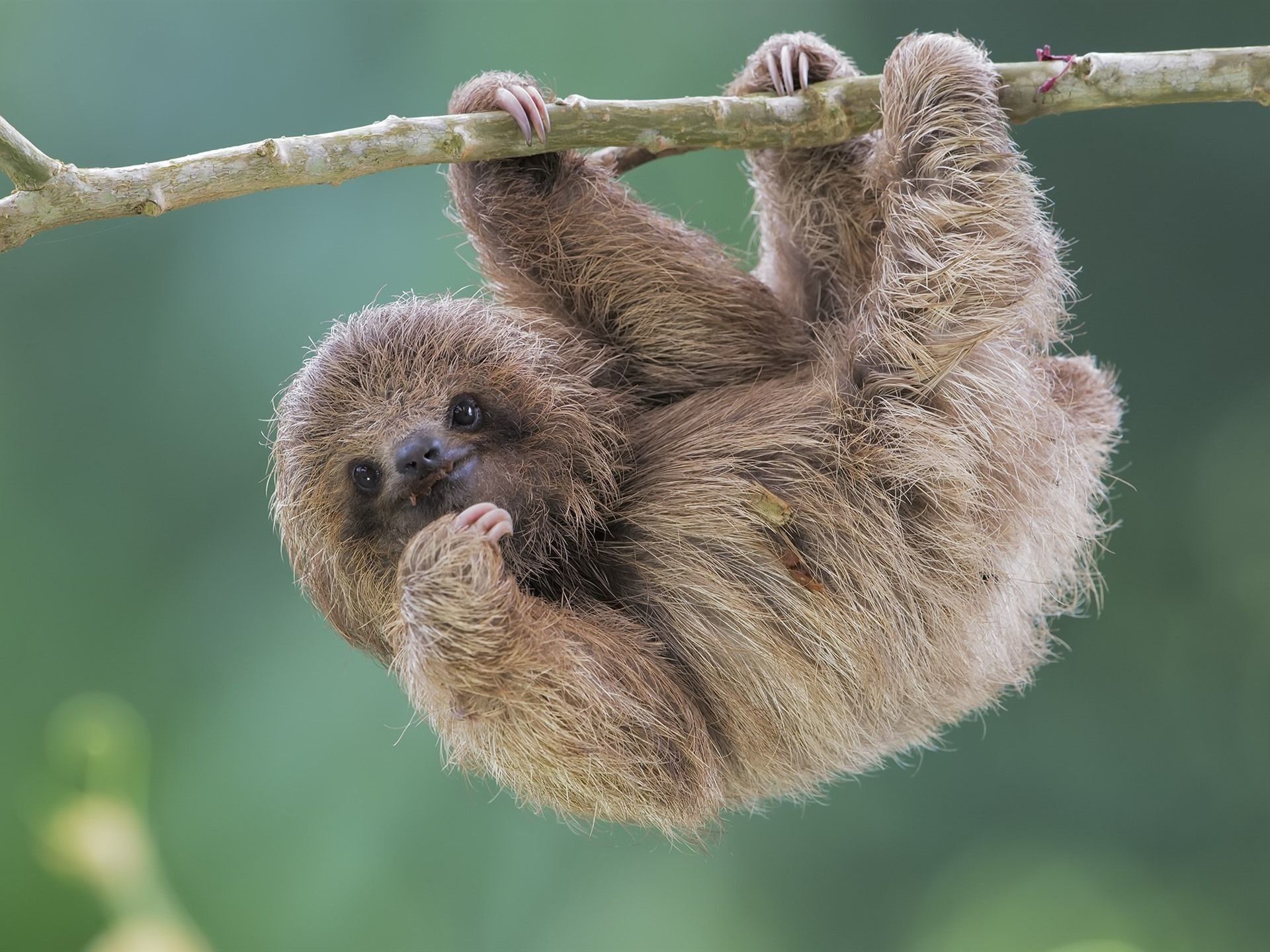 Cute SlothWallpapers