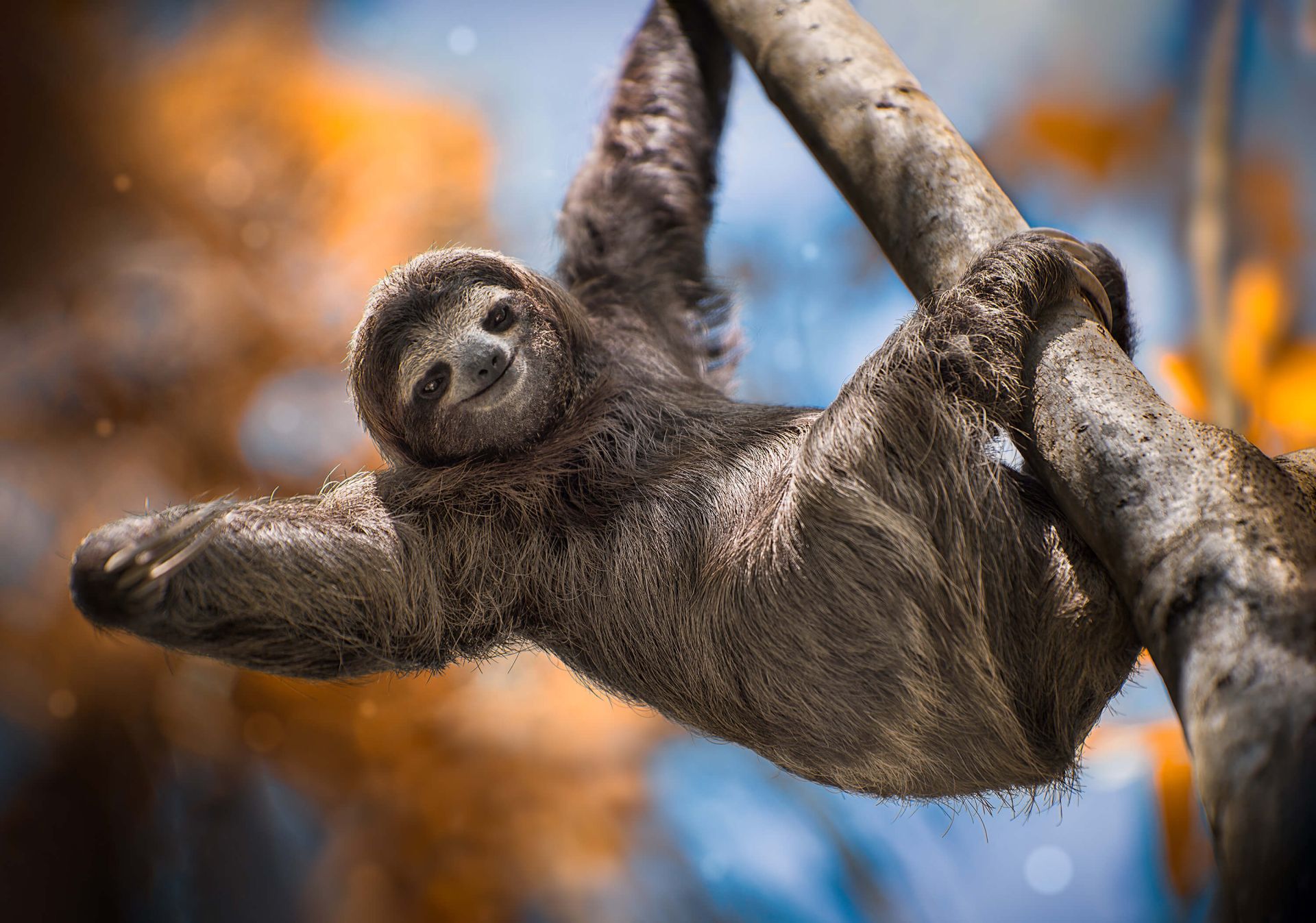 Cute SlothWallpapers