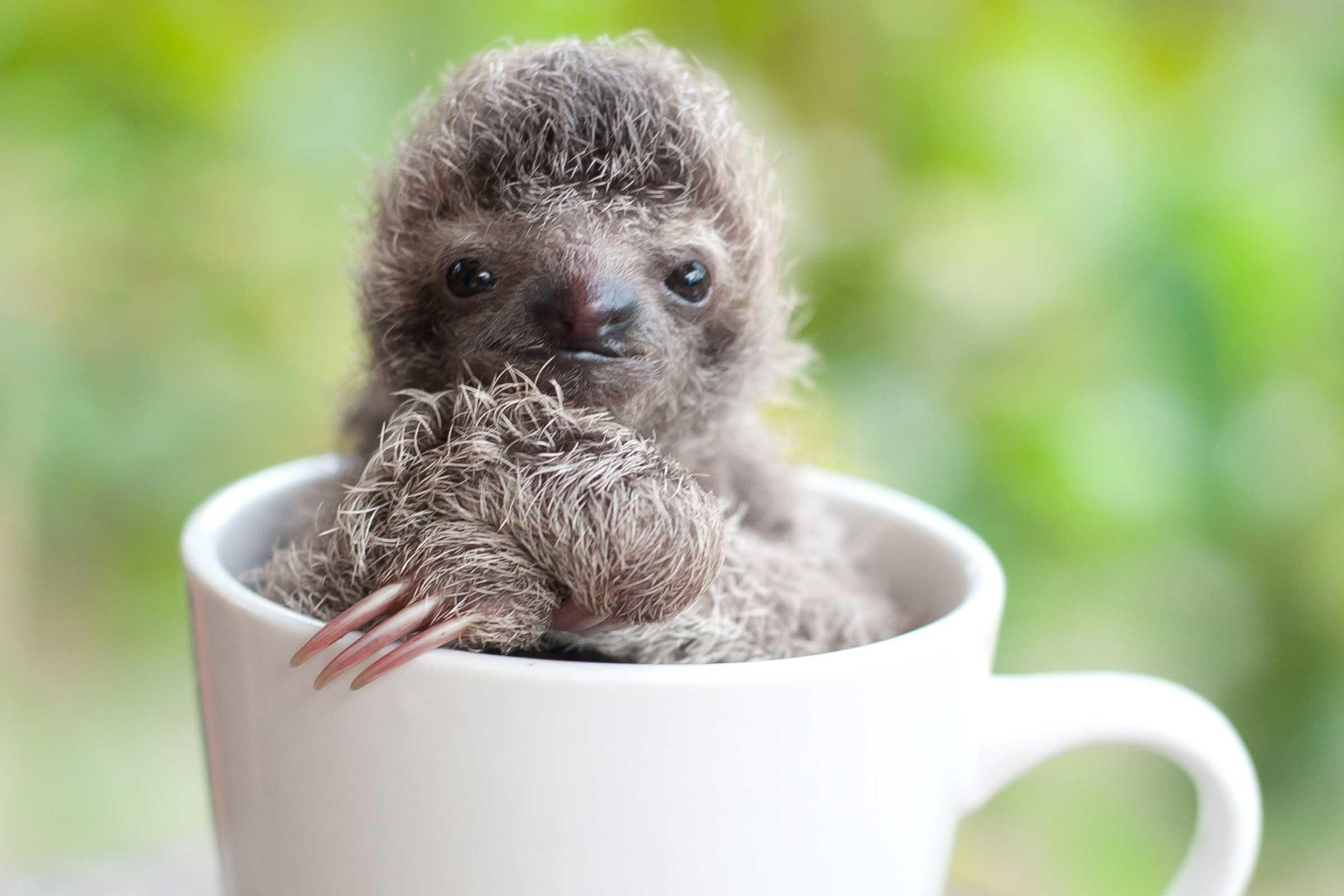 Cute SlothWallpapers