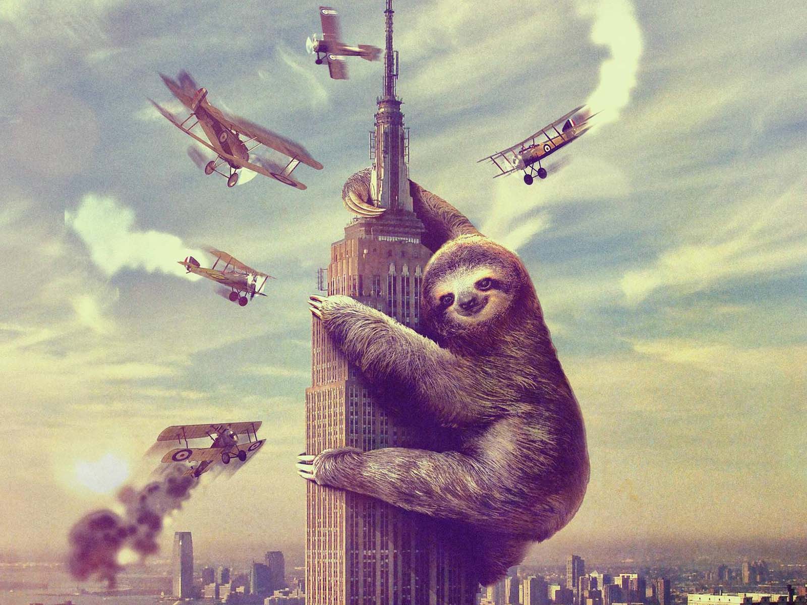 Cute SlothWallpapers