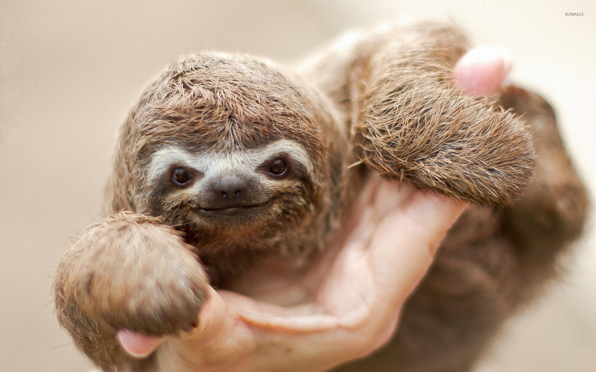 Cute SlothWallpapers