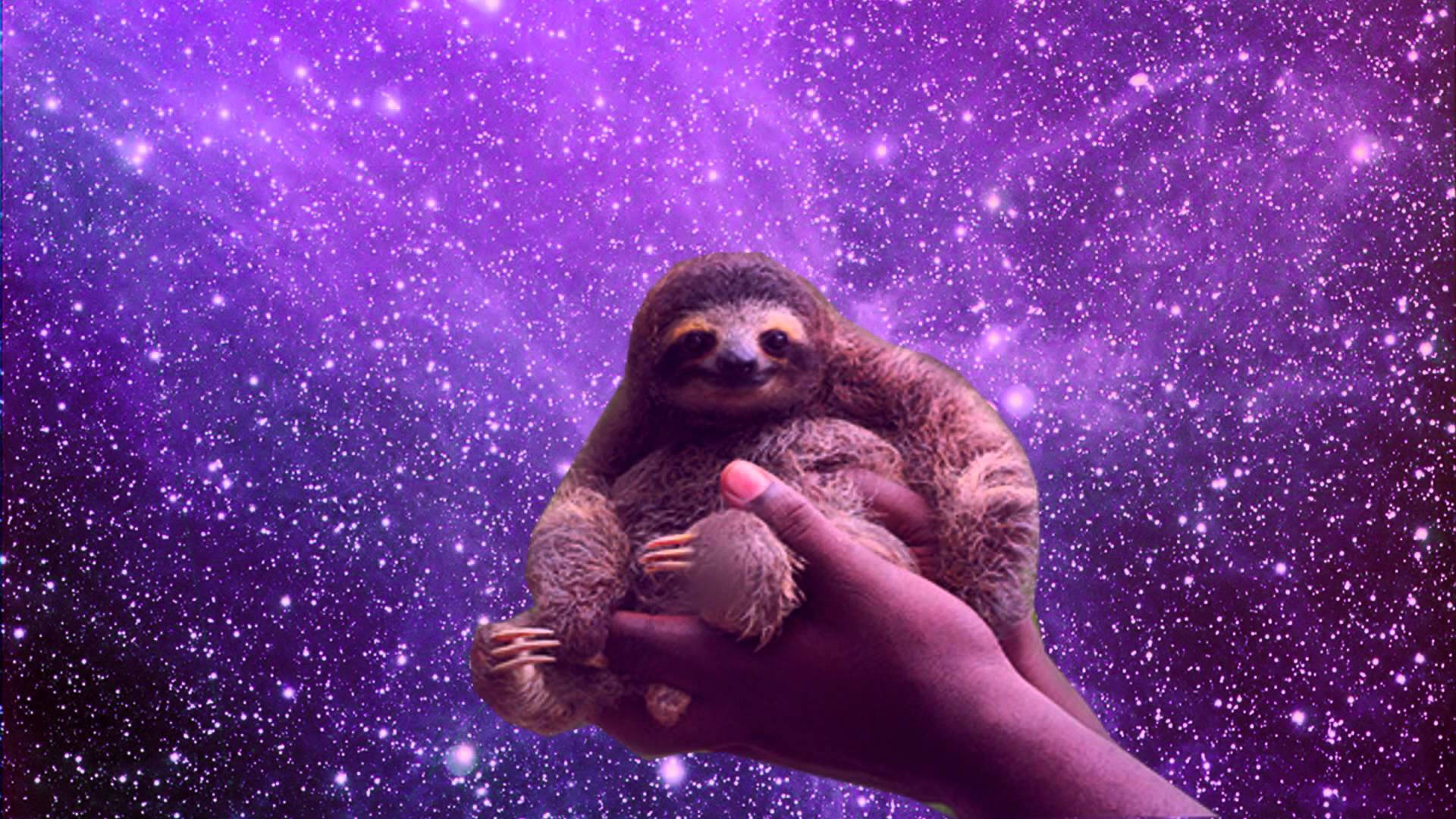 Cute SlothWallpapers