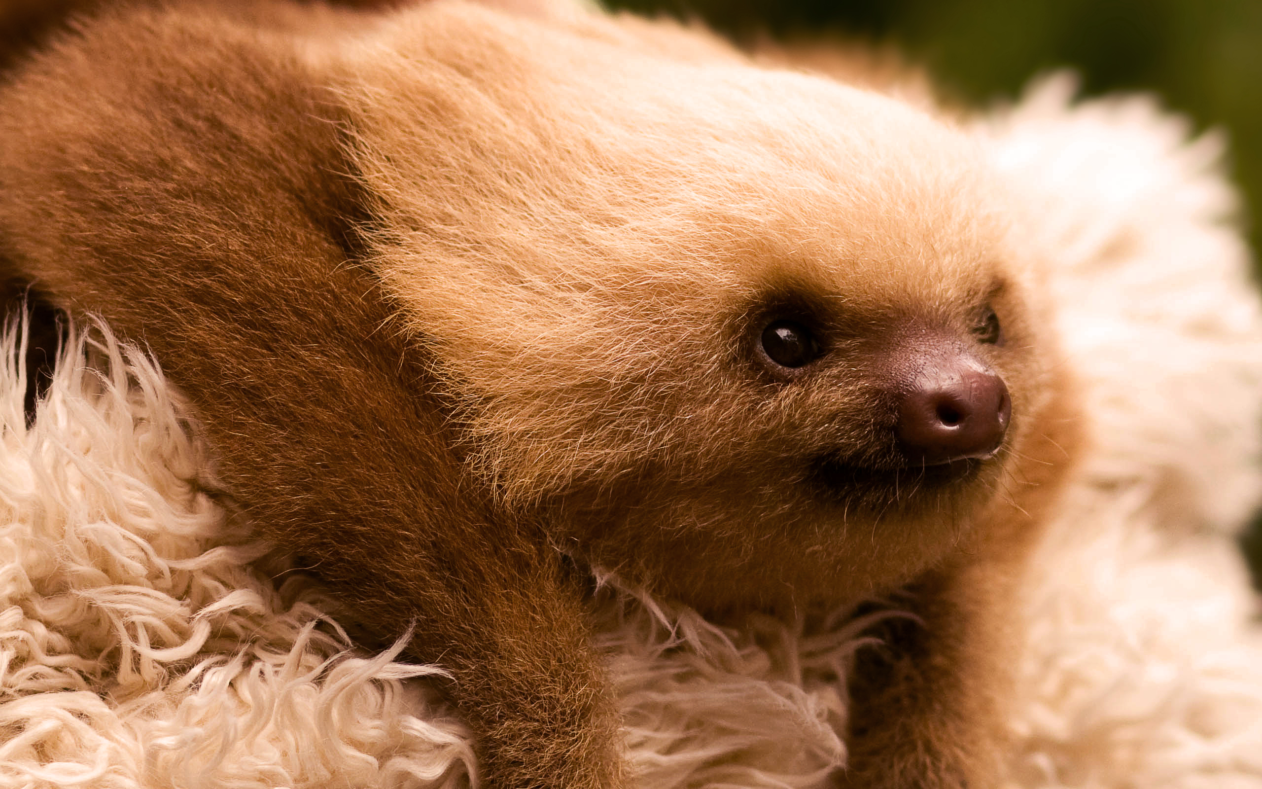 Cute SlothWallpapers