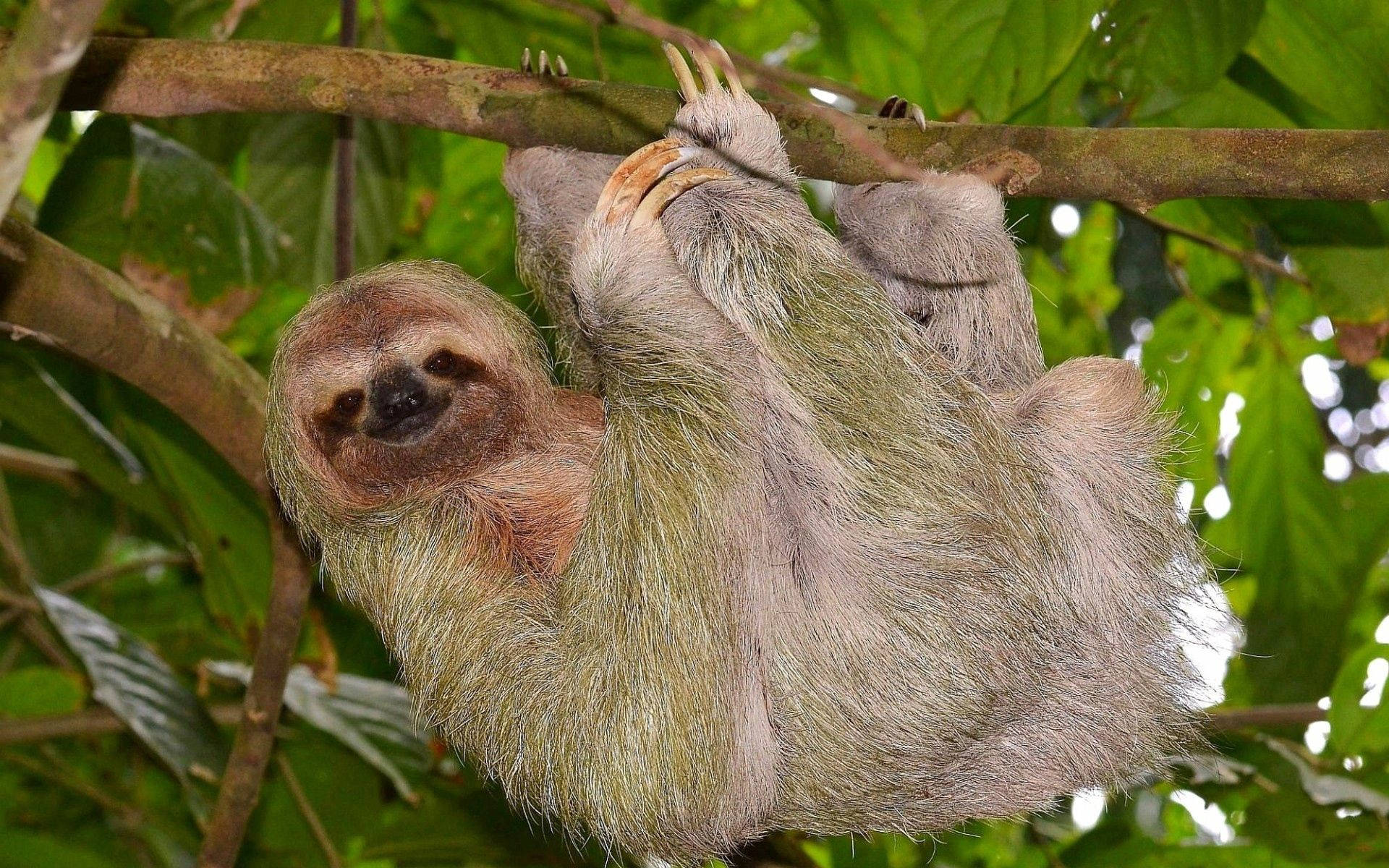 Cute SlothWallpapers