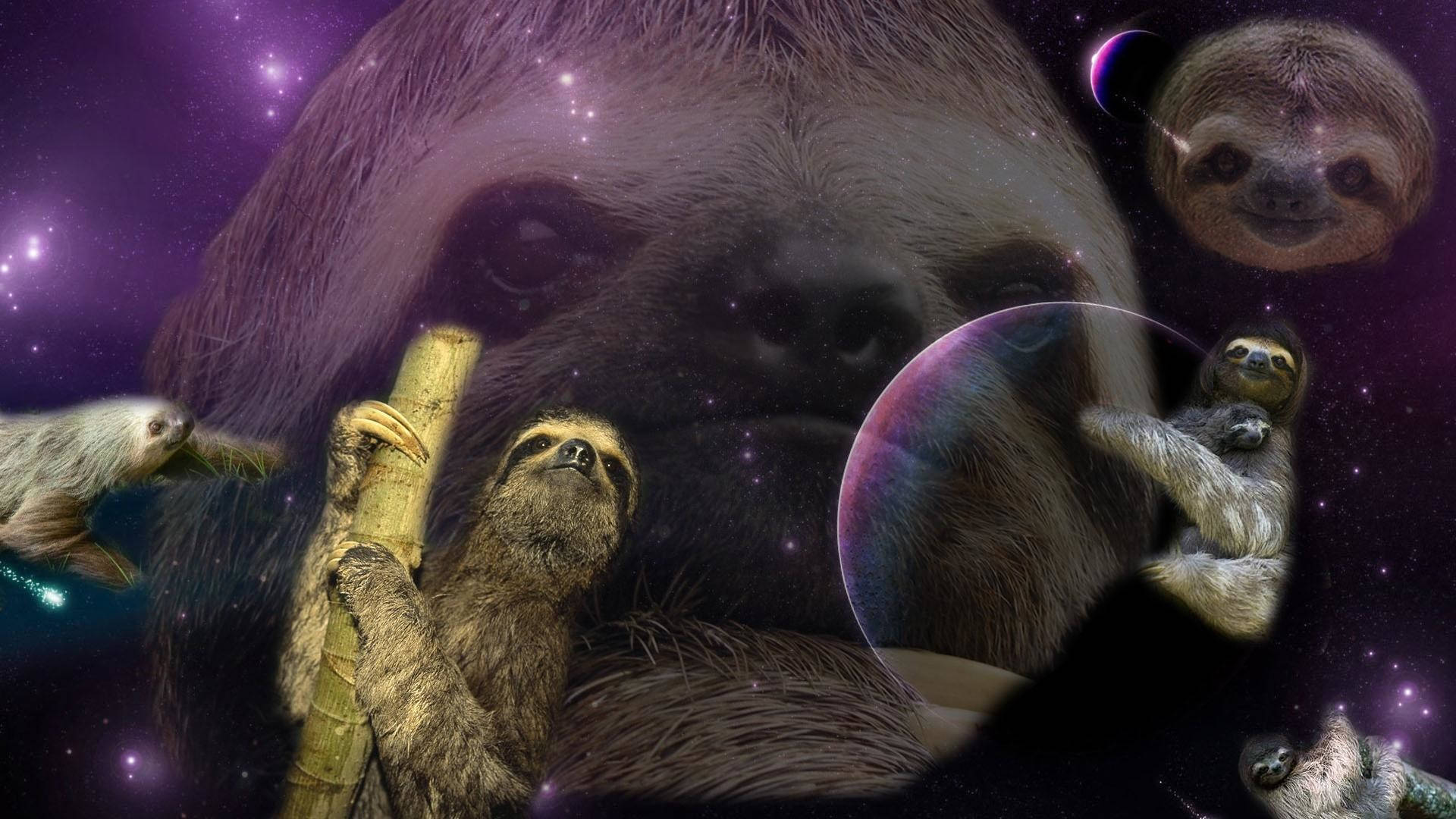 Cute SlothsWallpapers