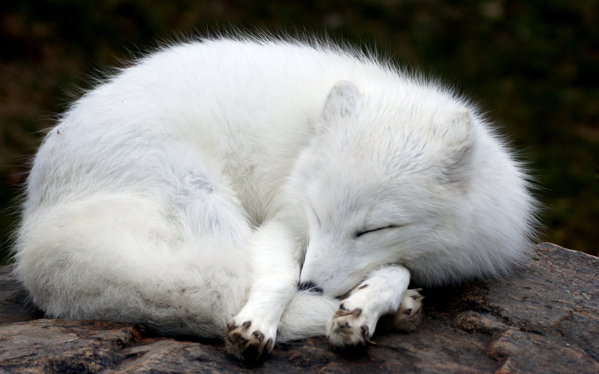 Cute Snow Fox Wallpapers