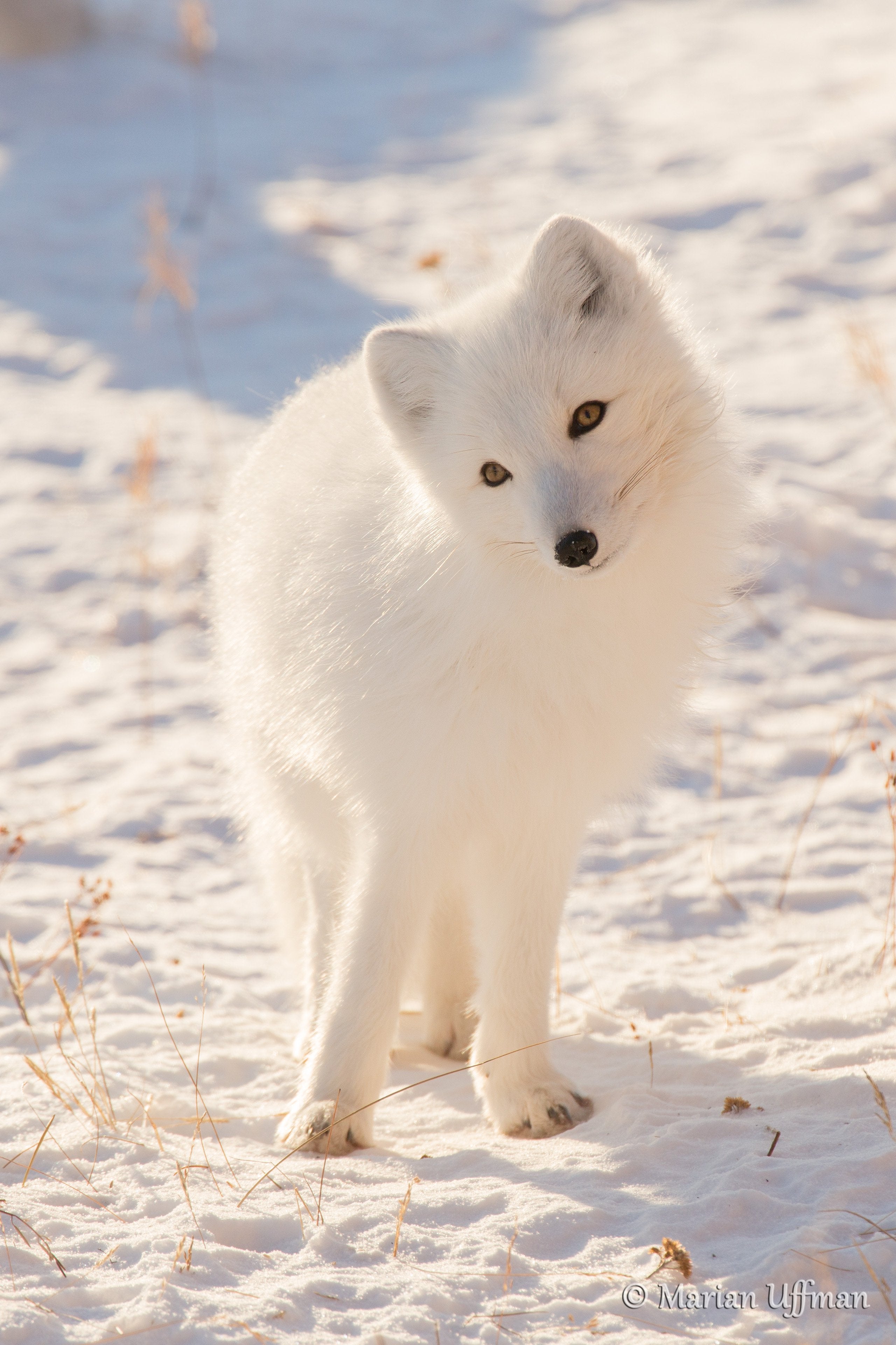 Cute Snow Fox Wallpapers