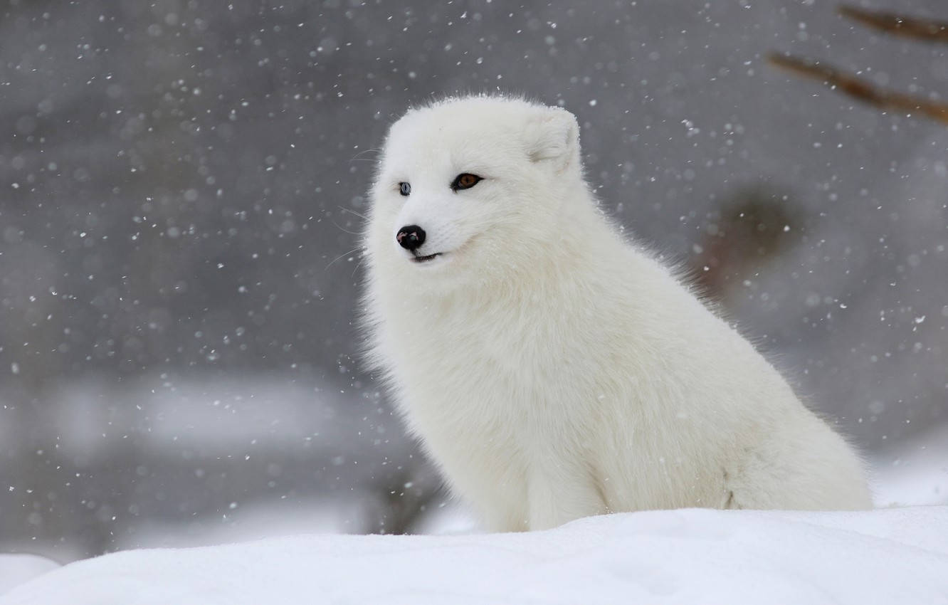 Cute Snow Fox Wallpapers