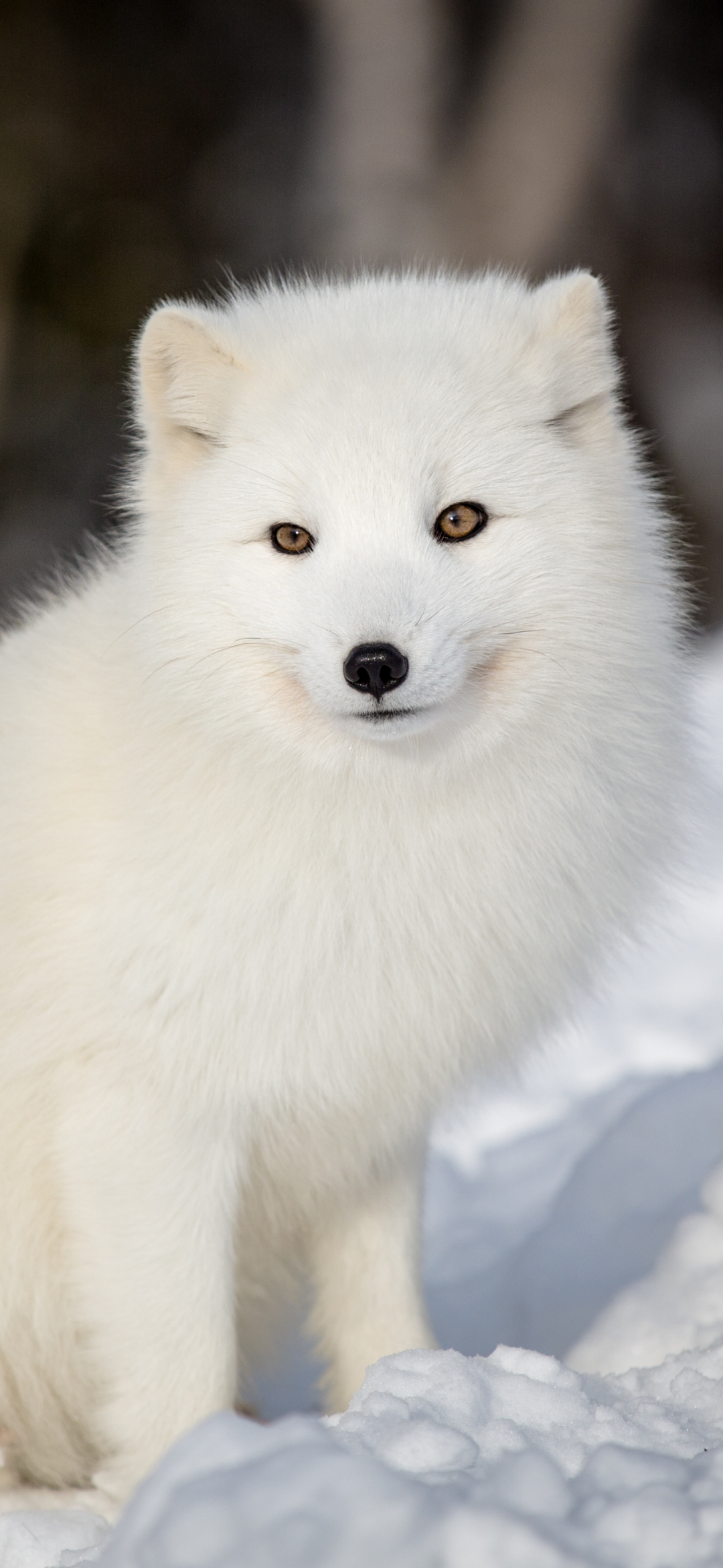 Cute Snow Fox Wallpapers