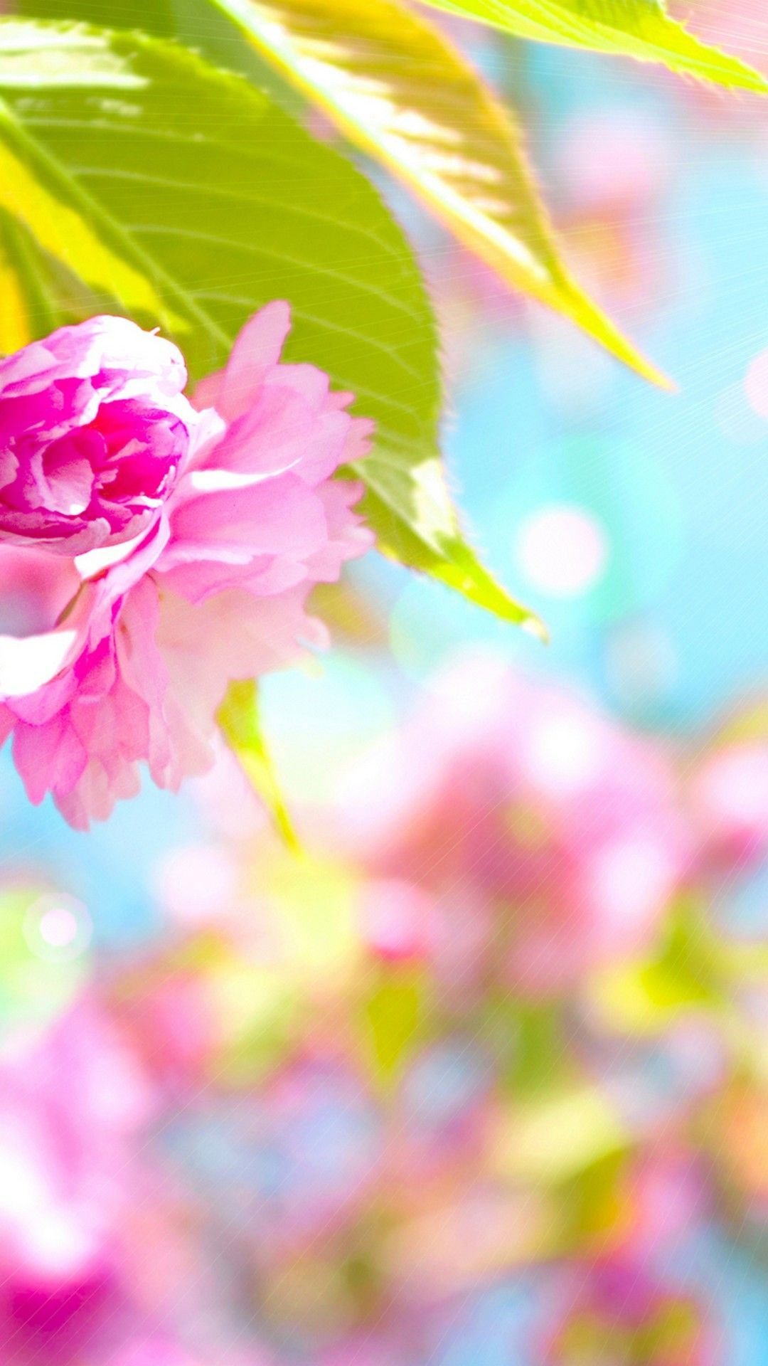 Cute Spring Wallpapers